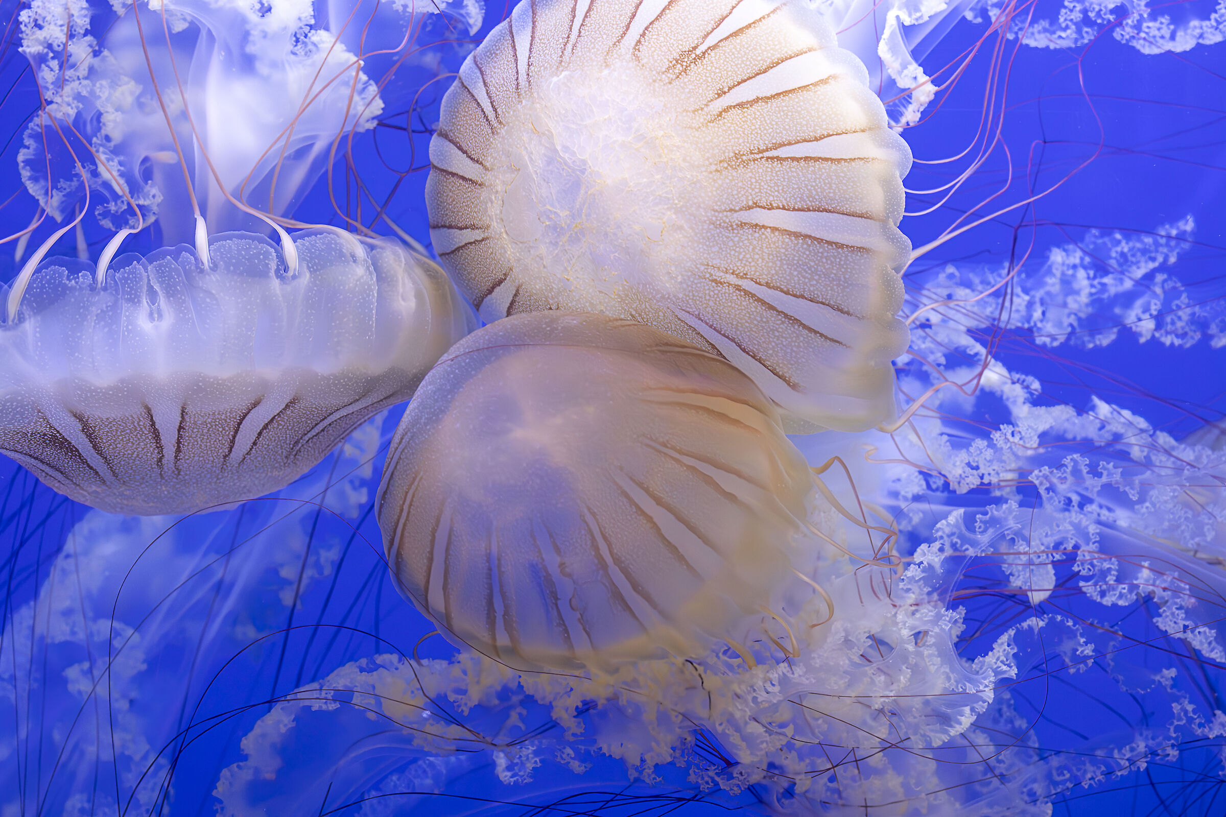 meduse