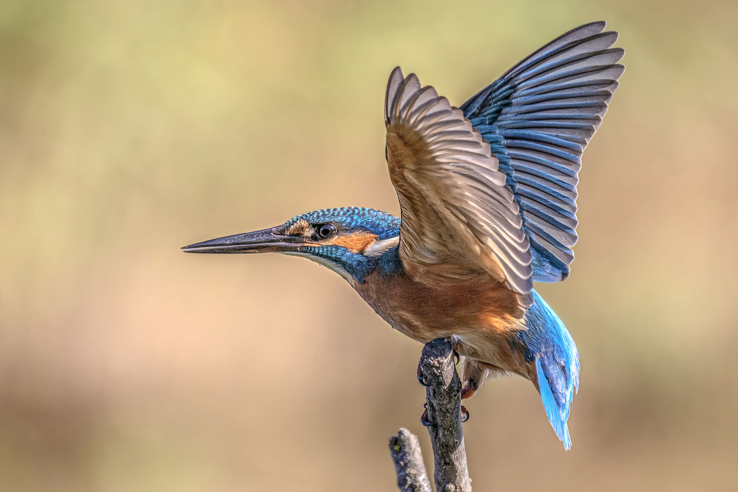 Kingfisher