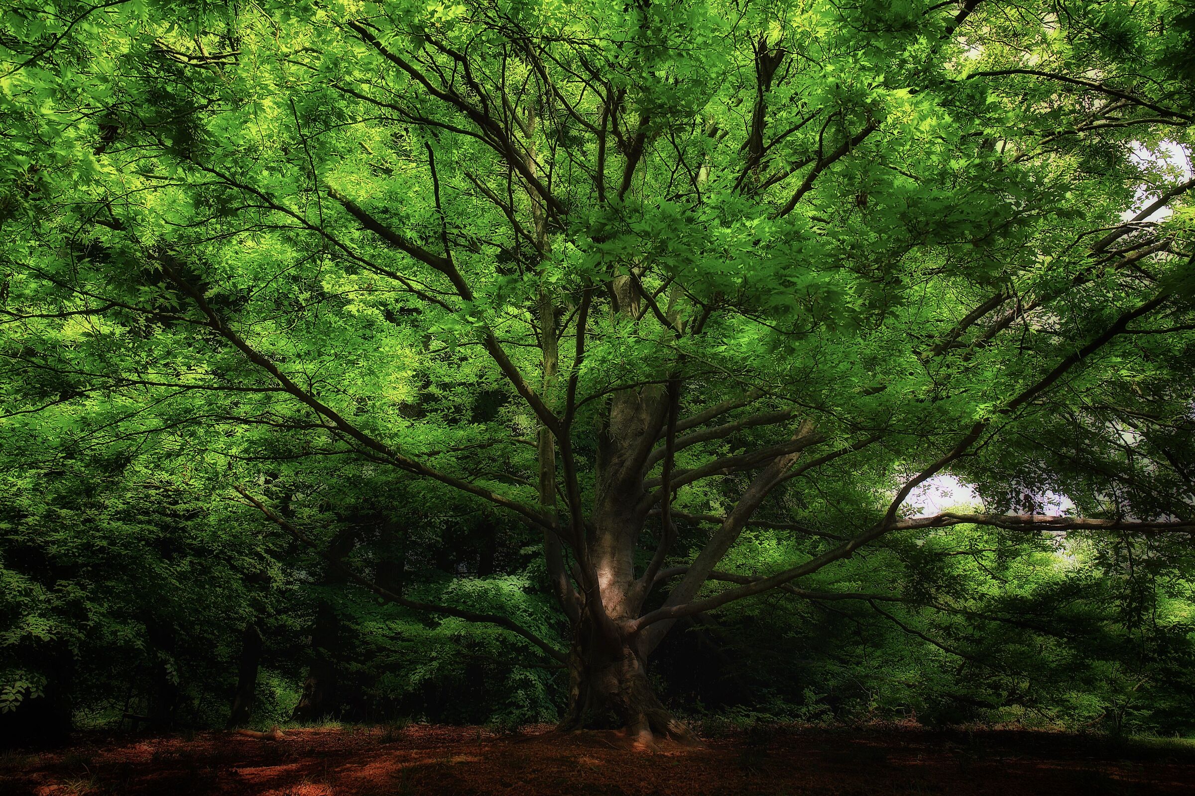 Ai piedi della grande farnia