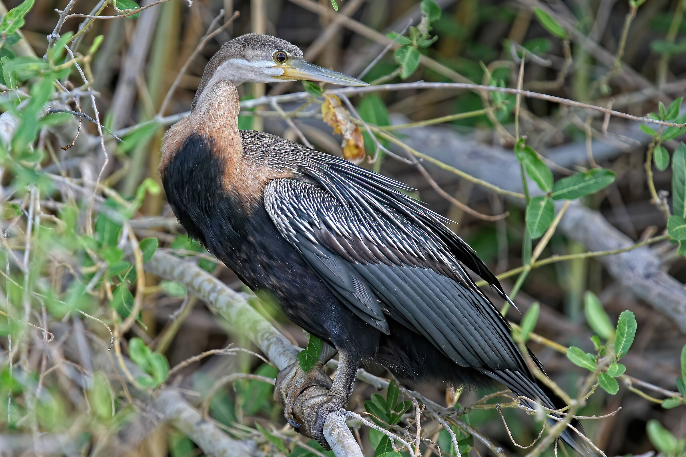 Aninga africana