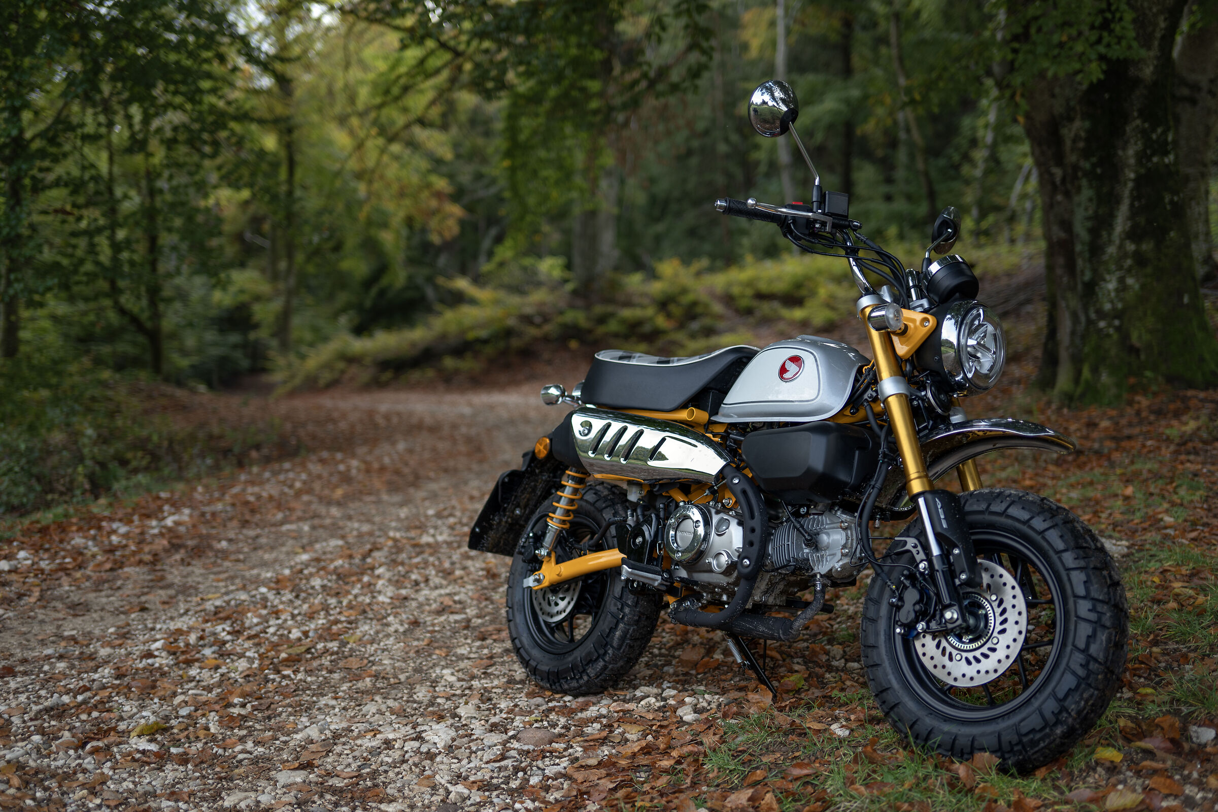 The monkey in the forest