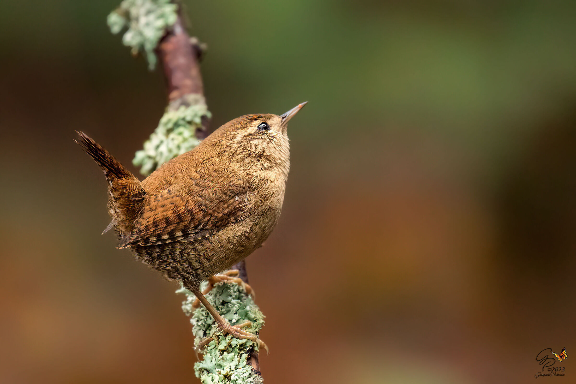 Il folletto del bosco