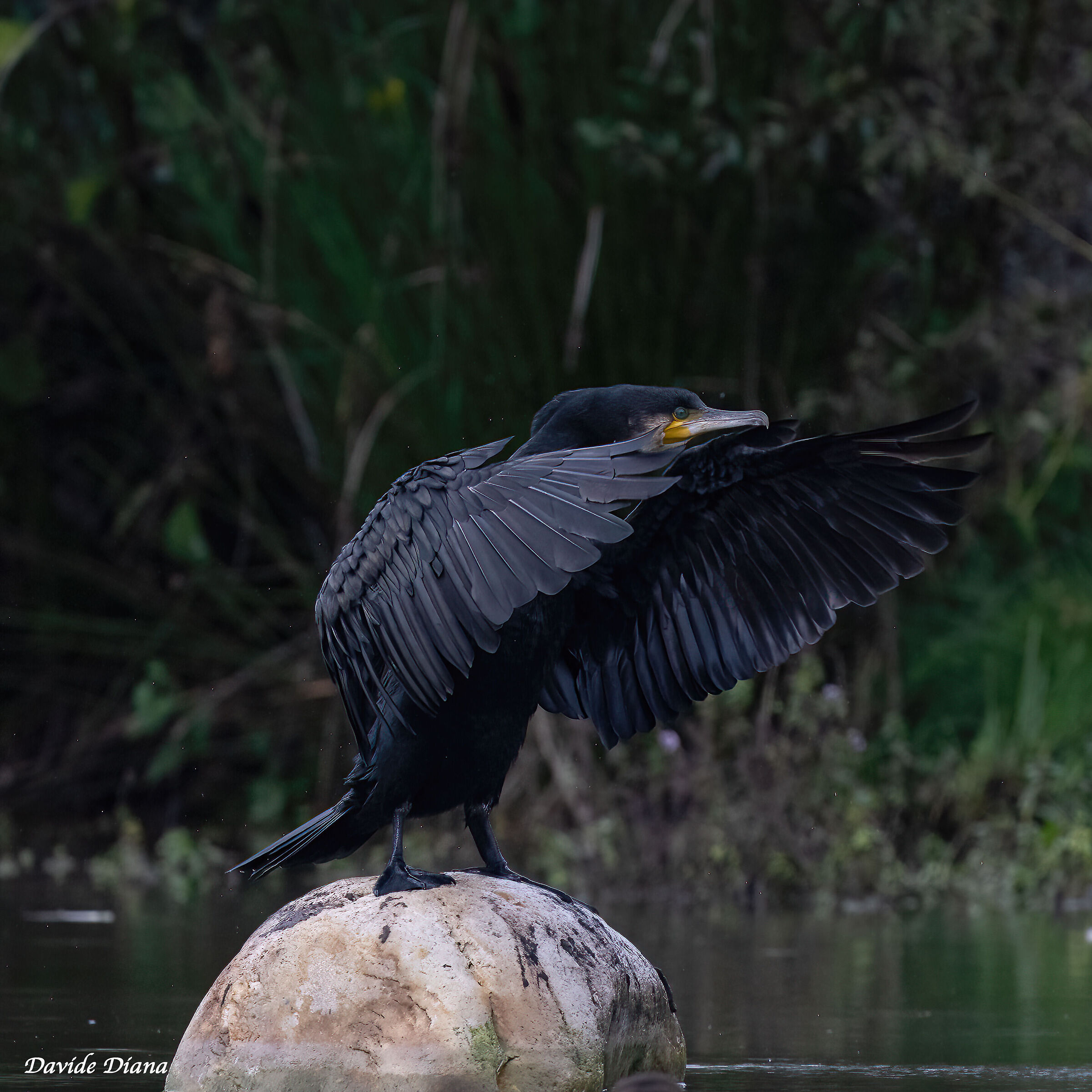 Cormorano