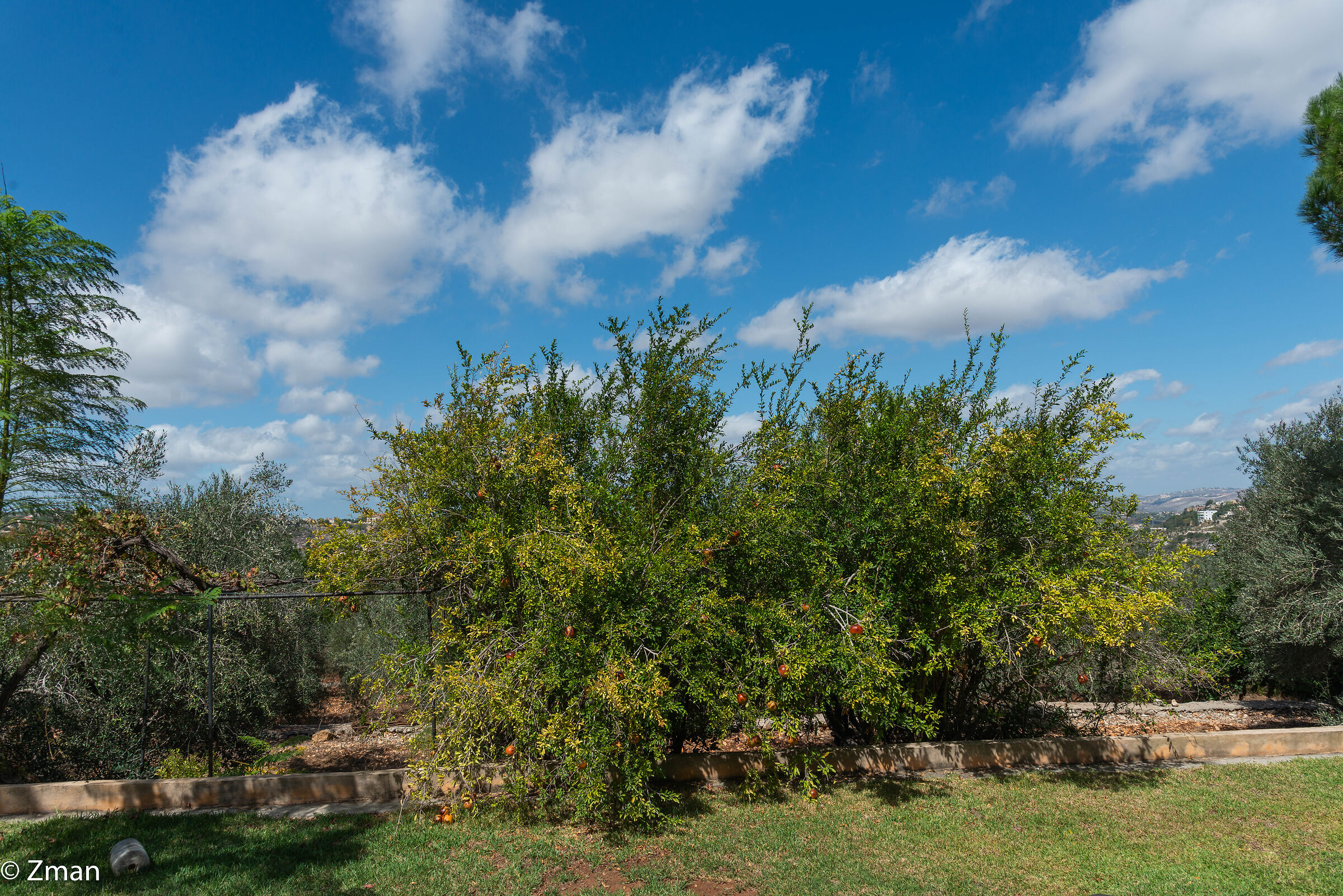 Alberi di melograno