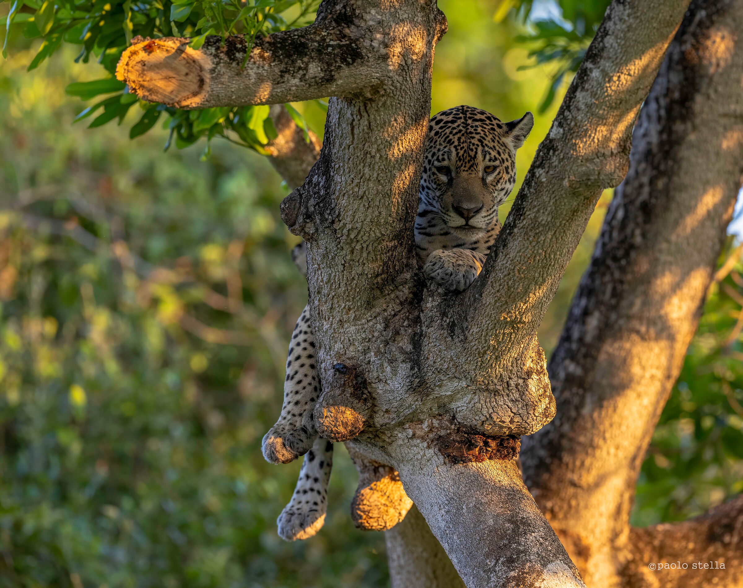 at the first light of day