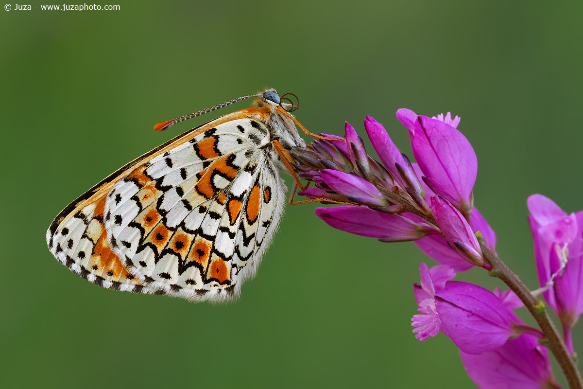 Melitaea cinxia, 016717