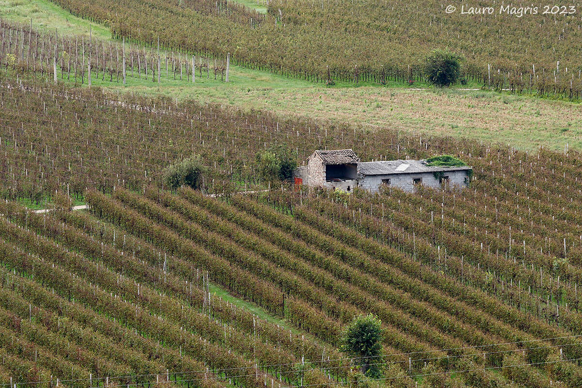 Vegetazione sul tetto