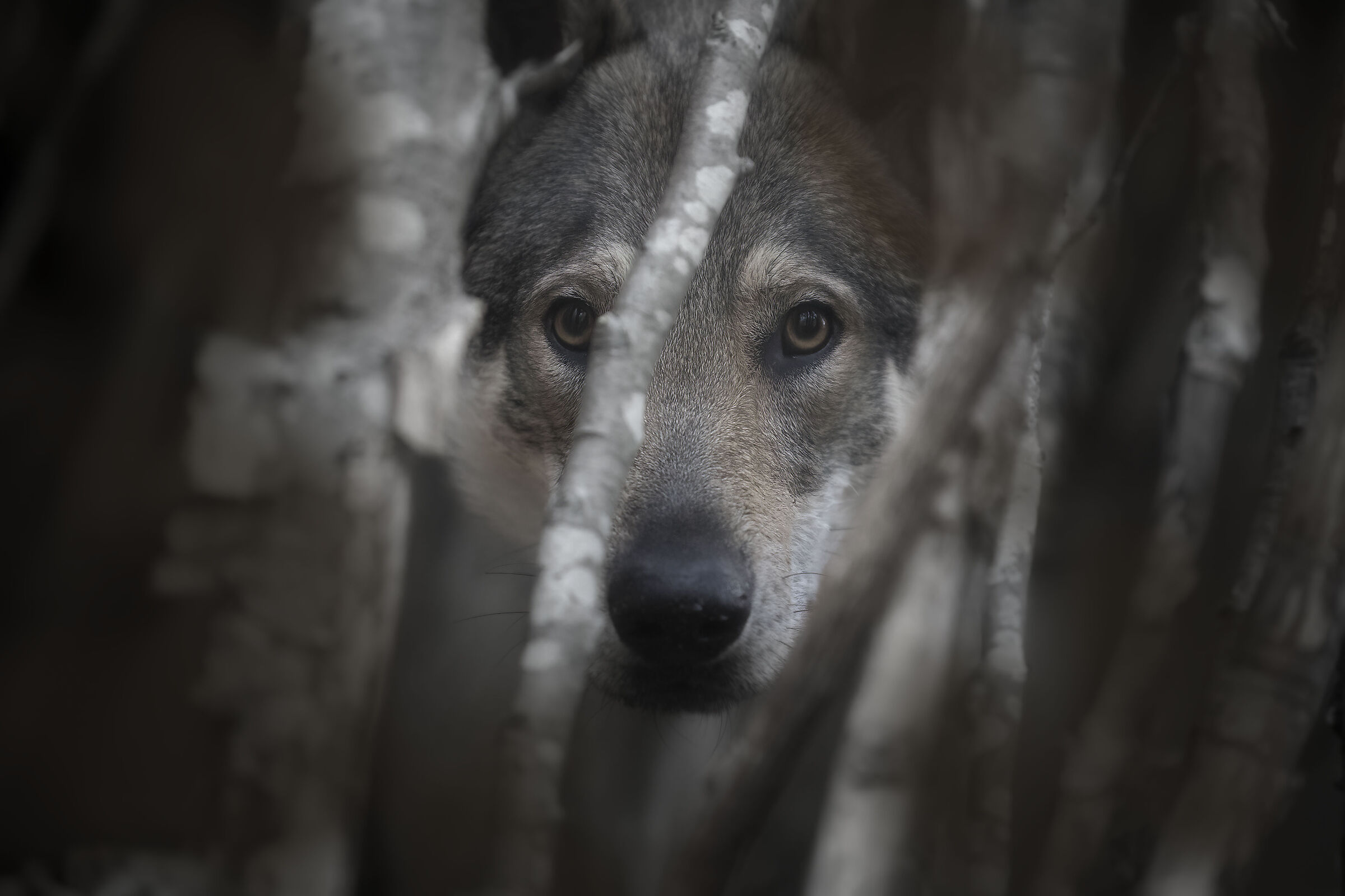 Czechoslovakian wolfdog