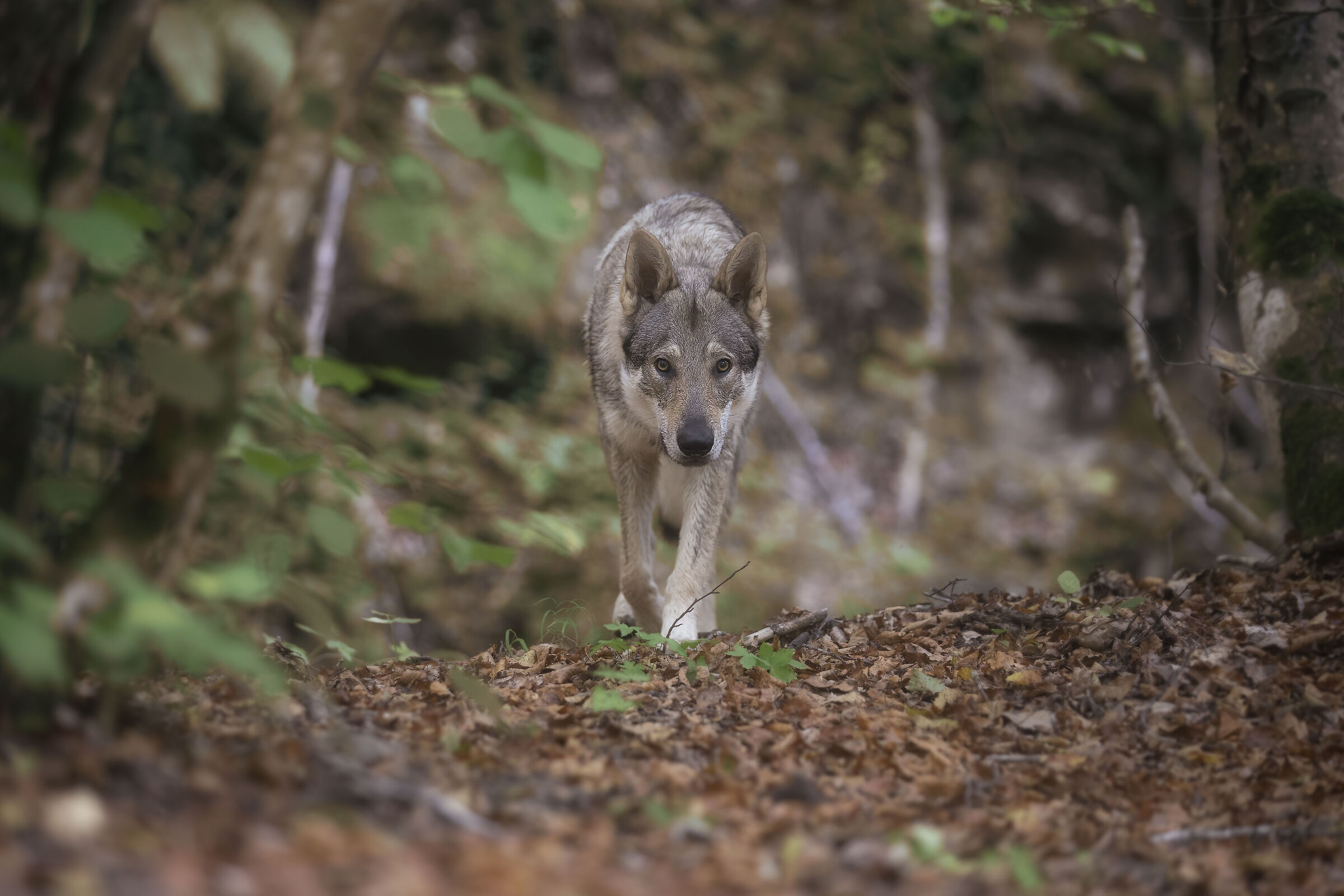 Czechoslovakian wolfdog