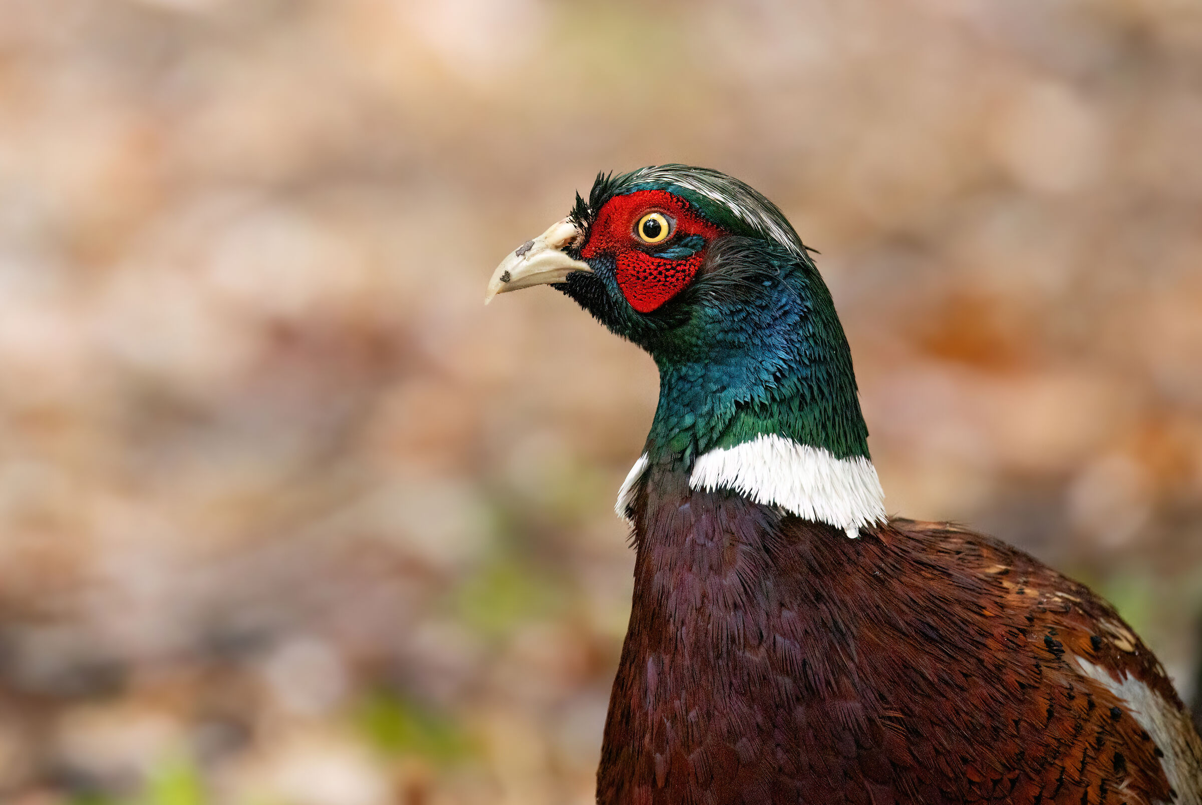 Wet pheasant