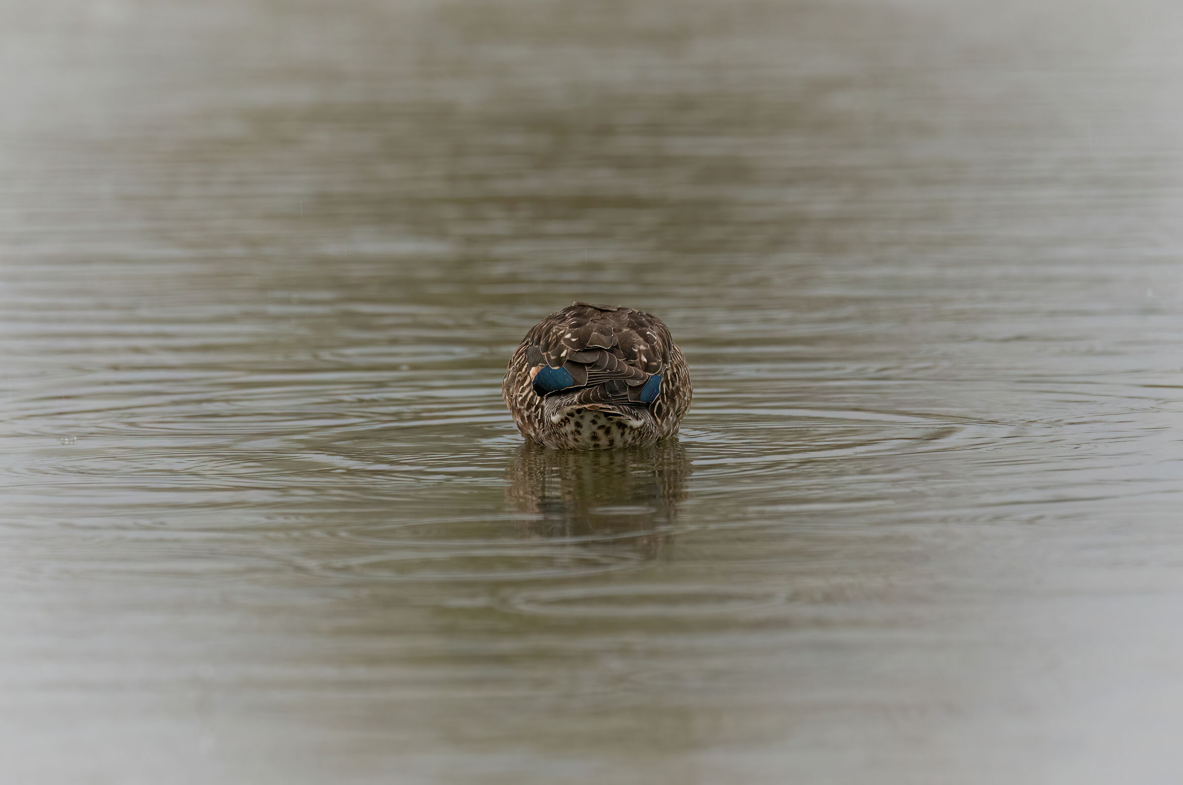 Ball teal