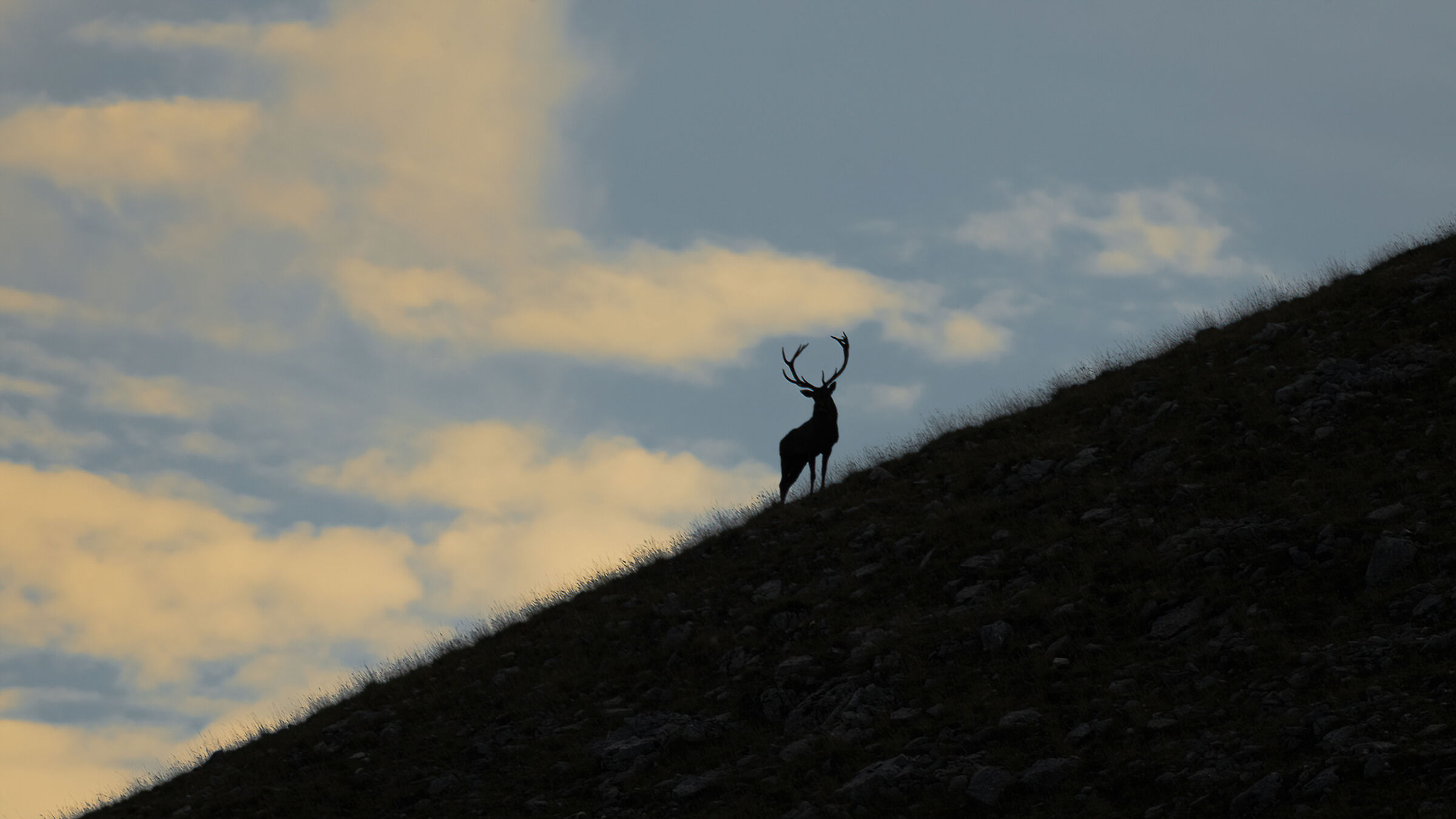 Silhouette Cervo