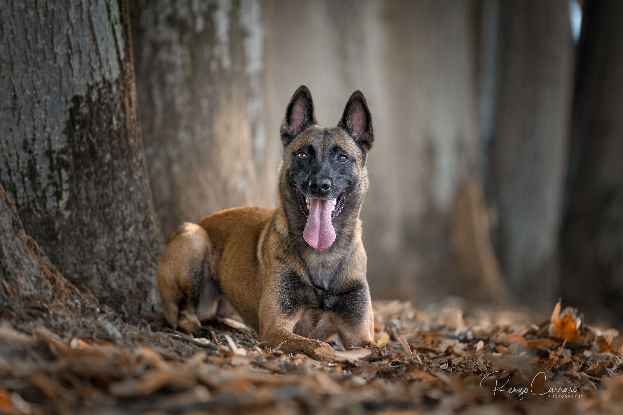 Malinois