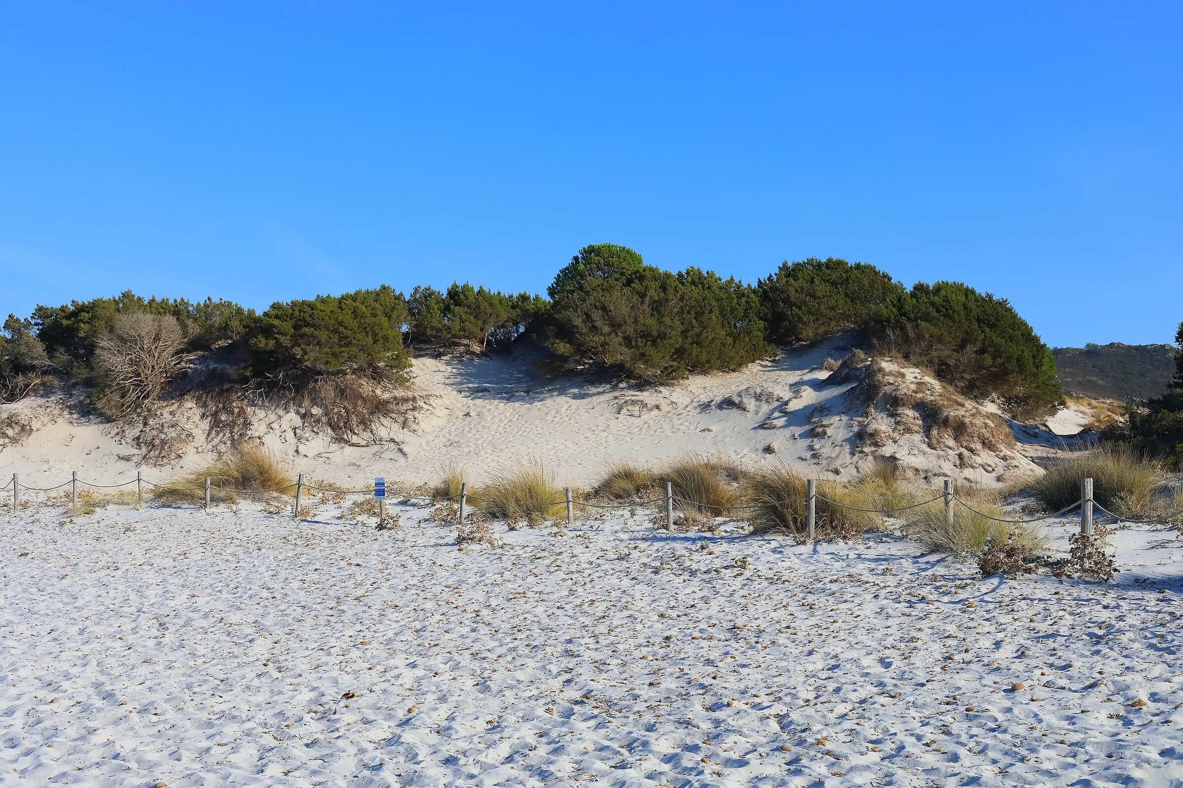 Dunes of Capo Comino (NU) 12-09-2023