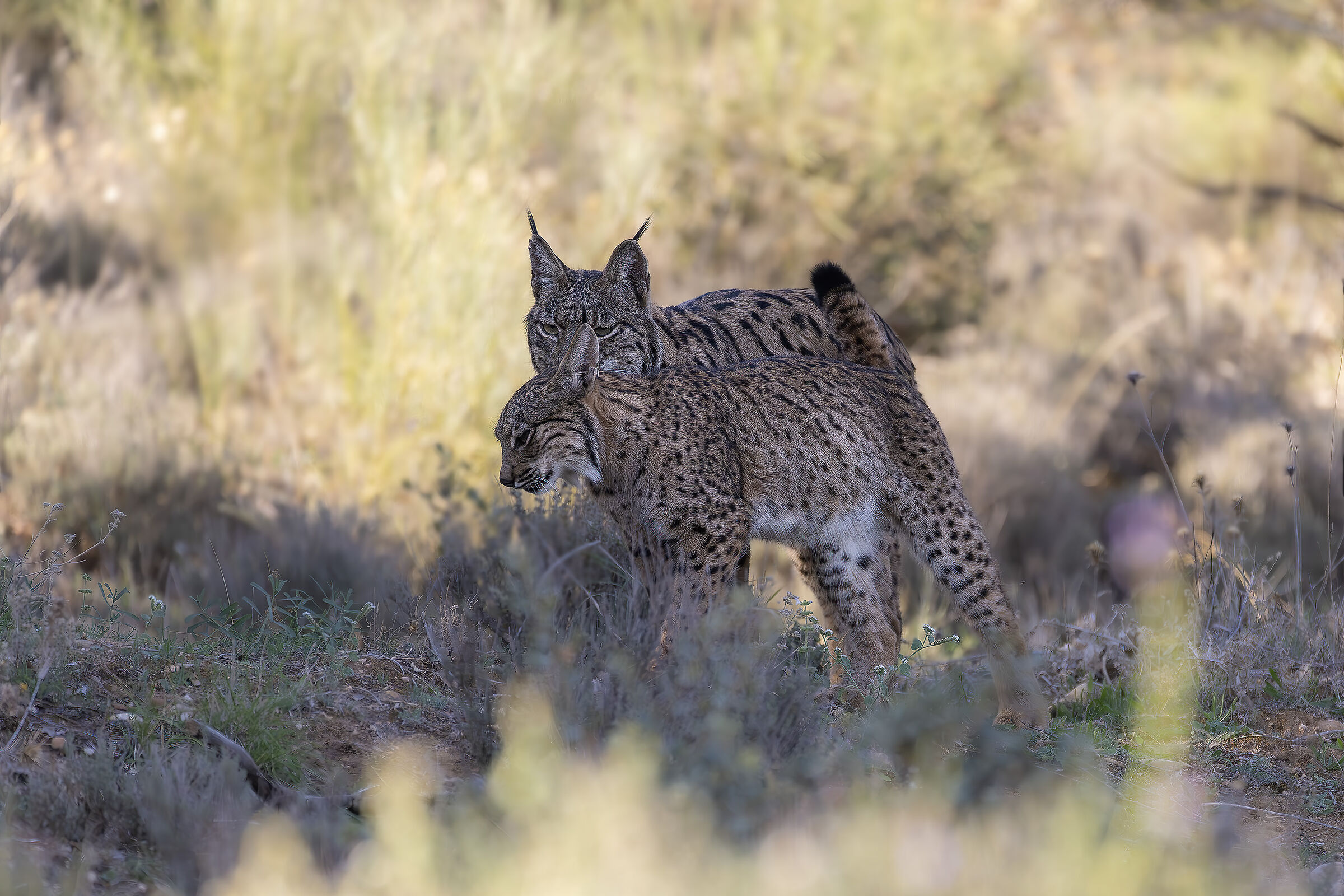 Pardine Lynxes