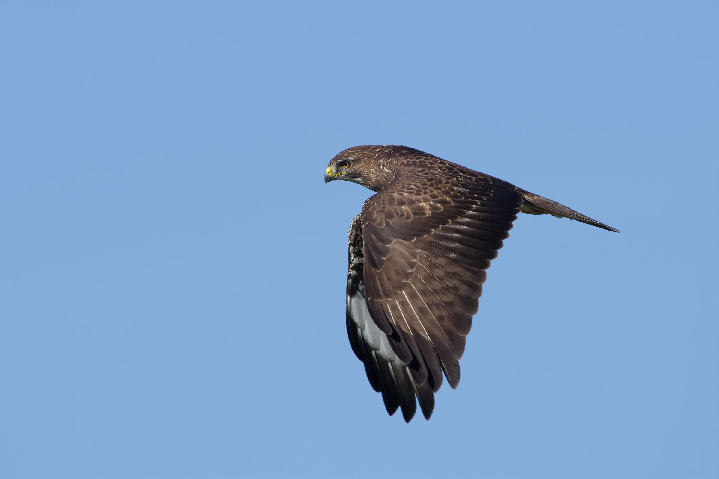 POiana (Buteo buteo)