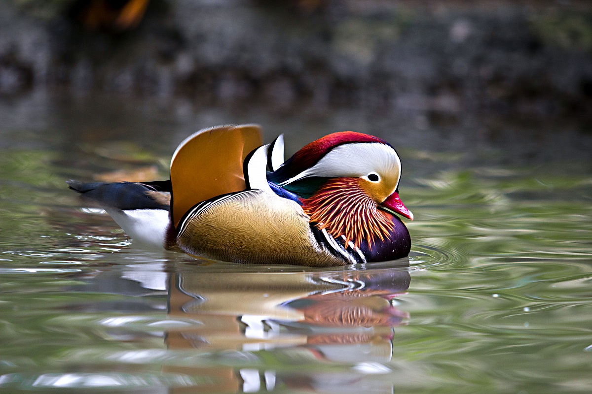 mandarin duck