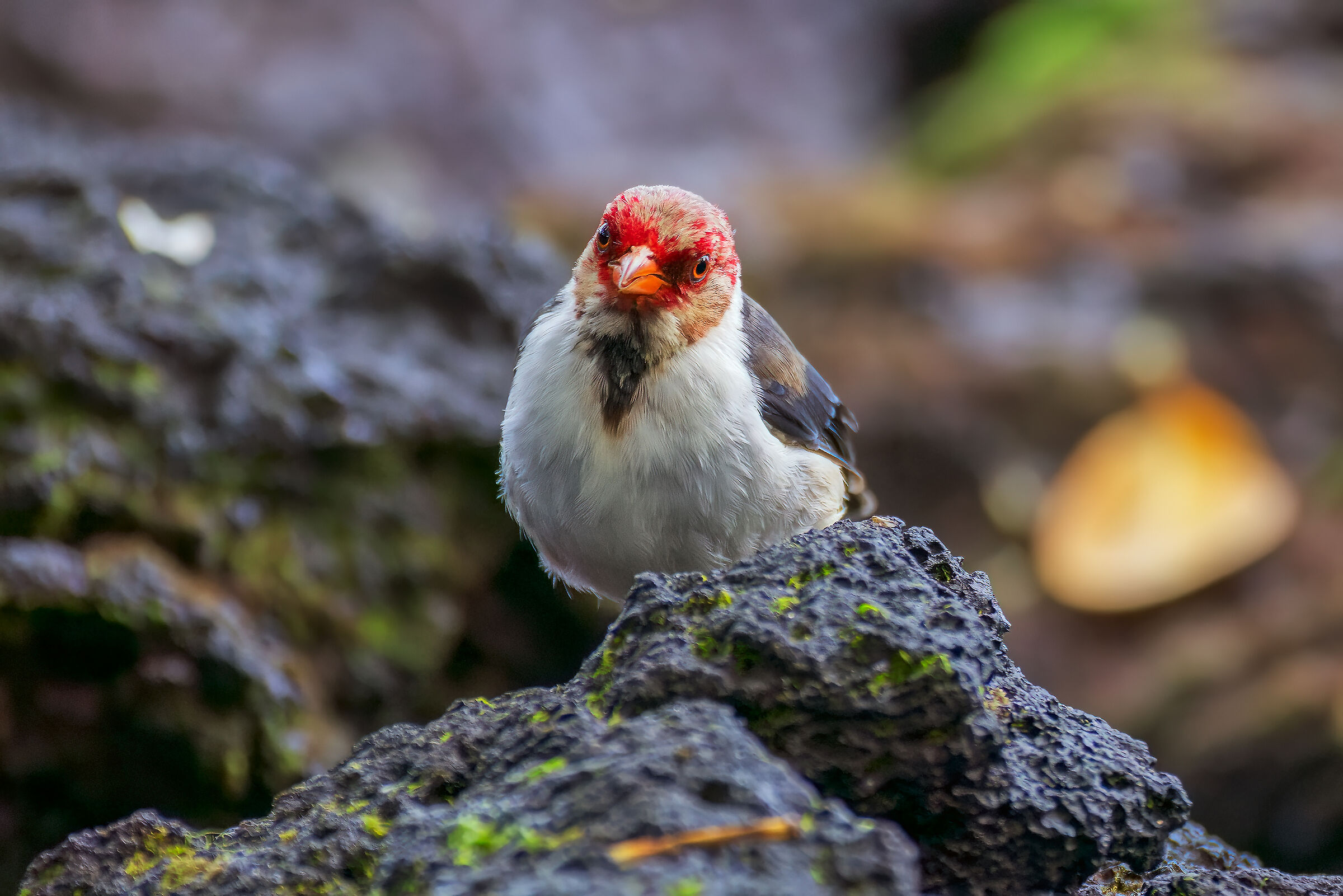 Cardinale dal becco giallo at Carlsmith park