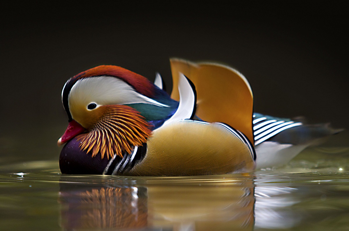 mandarin duck