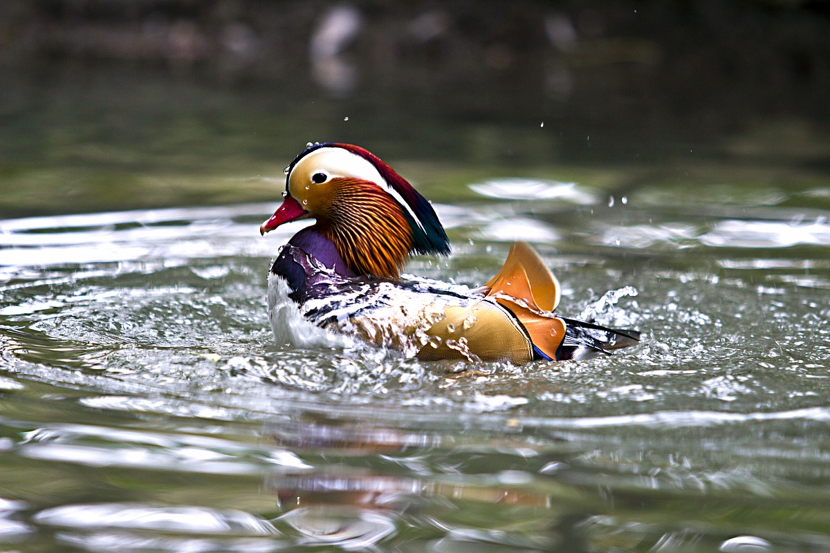 mandarin duck