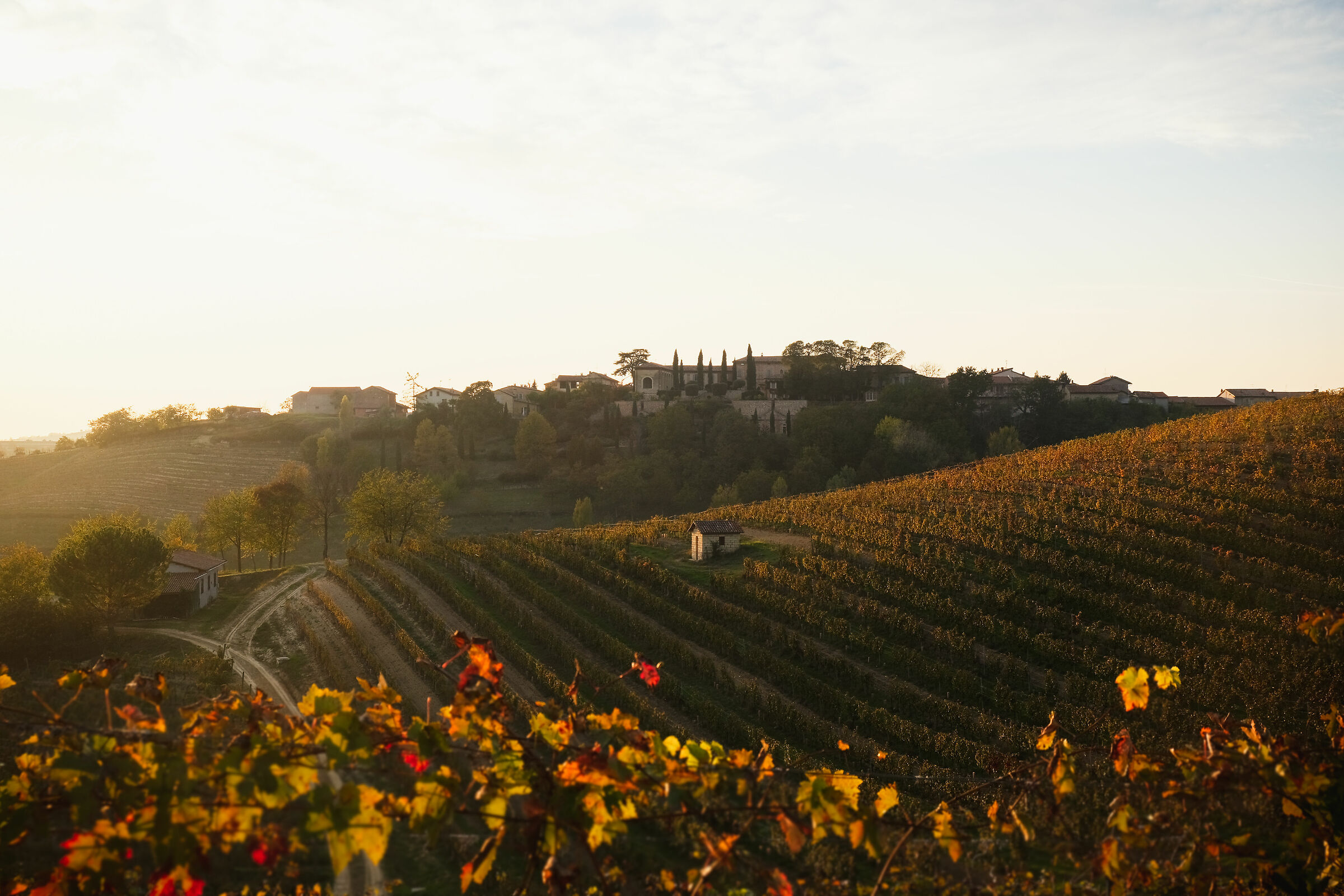 Golden hour in the vineyard