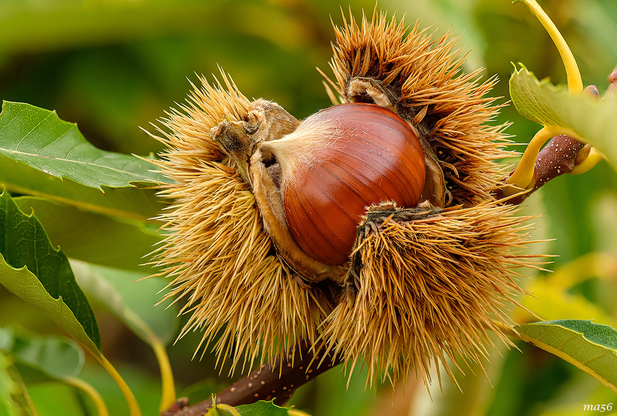 Chestnuts from San Mauro di Saline