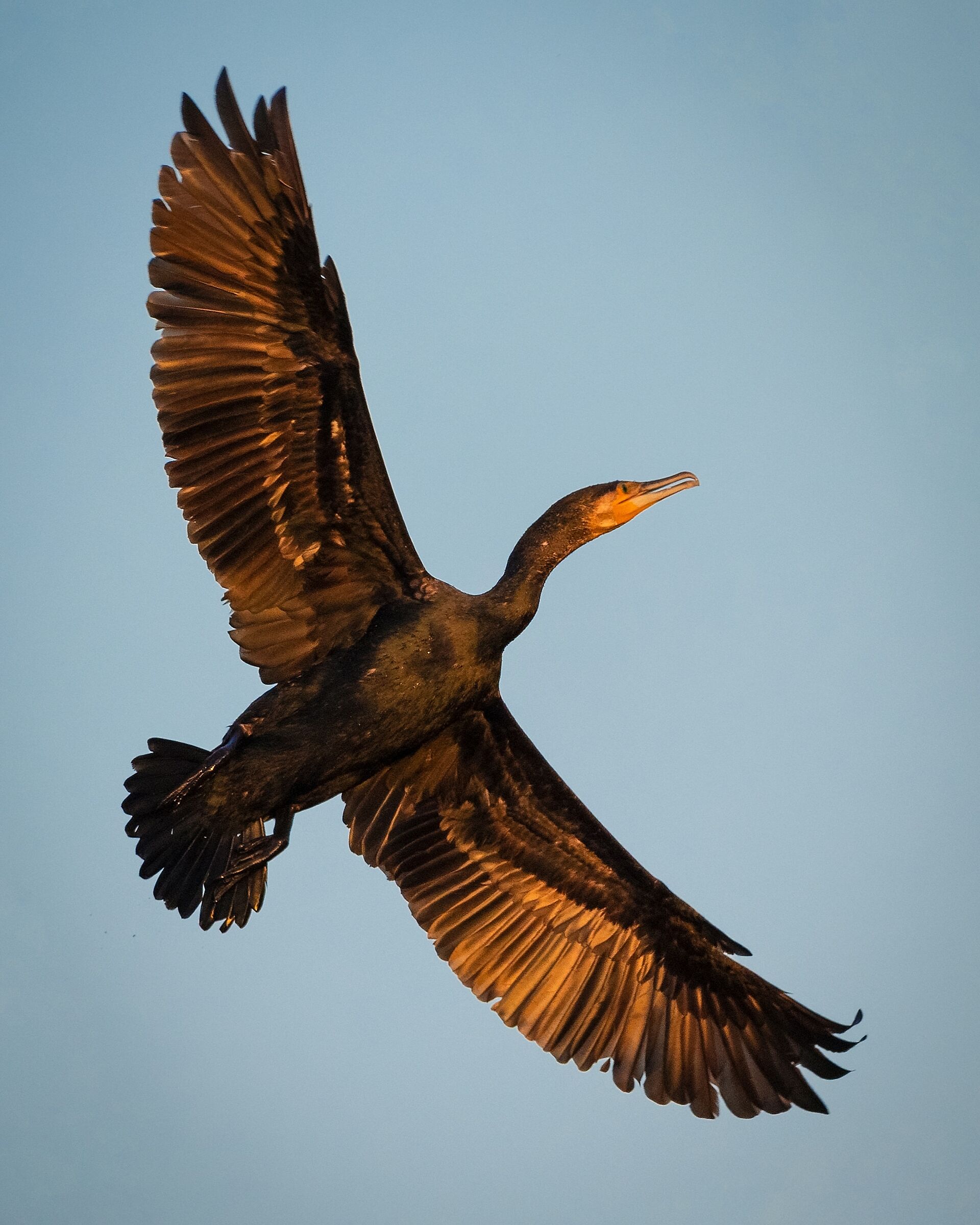 Cormorant