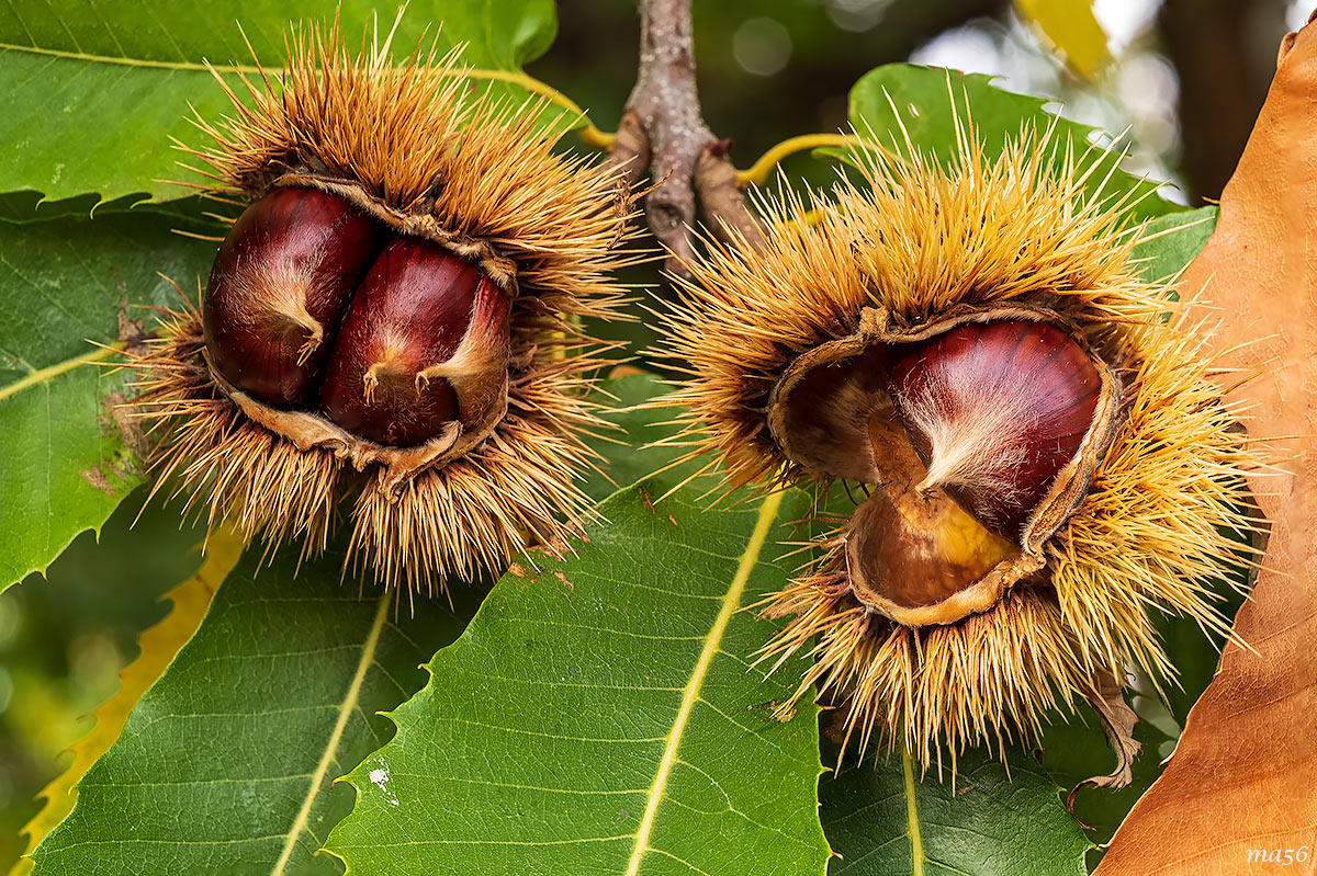 Chestnuts from San Mauro di Saline