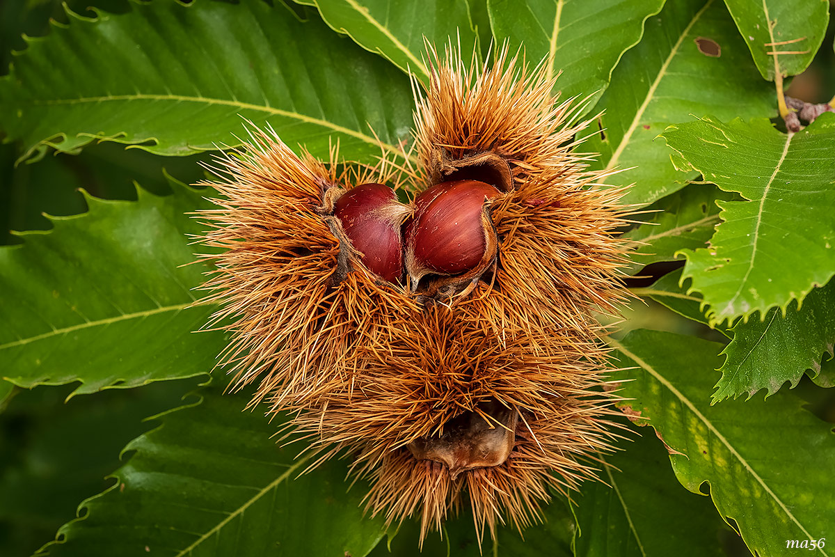 Chestnuts from San Mauro di Saline