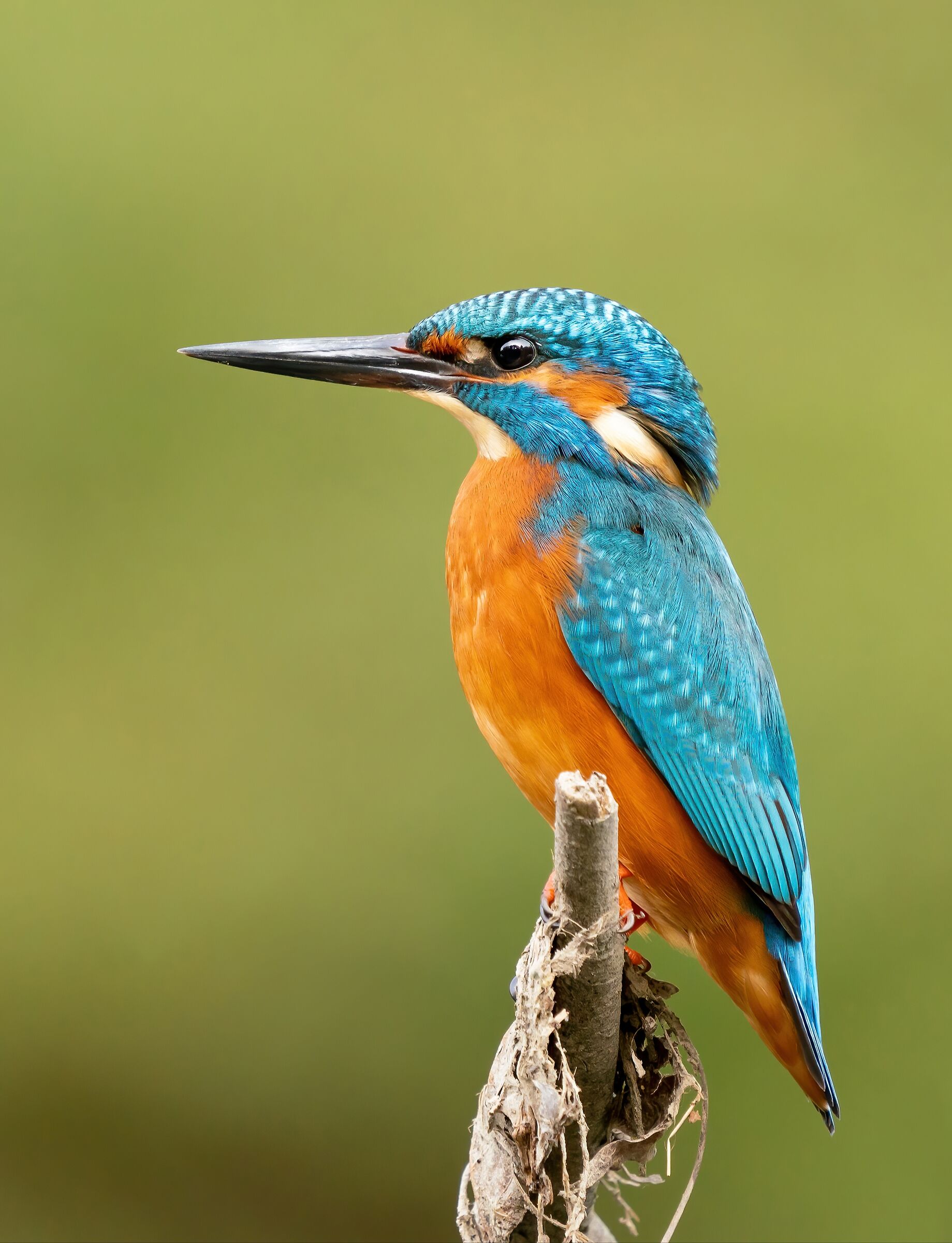 Il buongiorno si vede dal martino