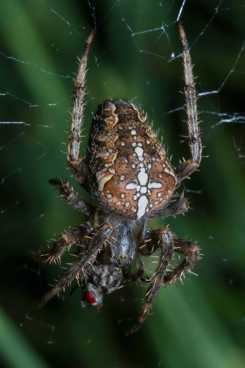 Araneus diadematus with prey