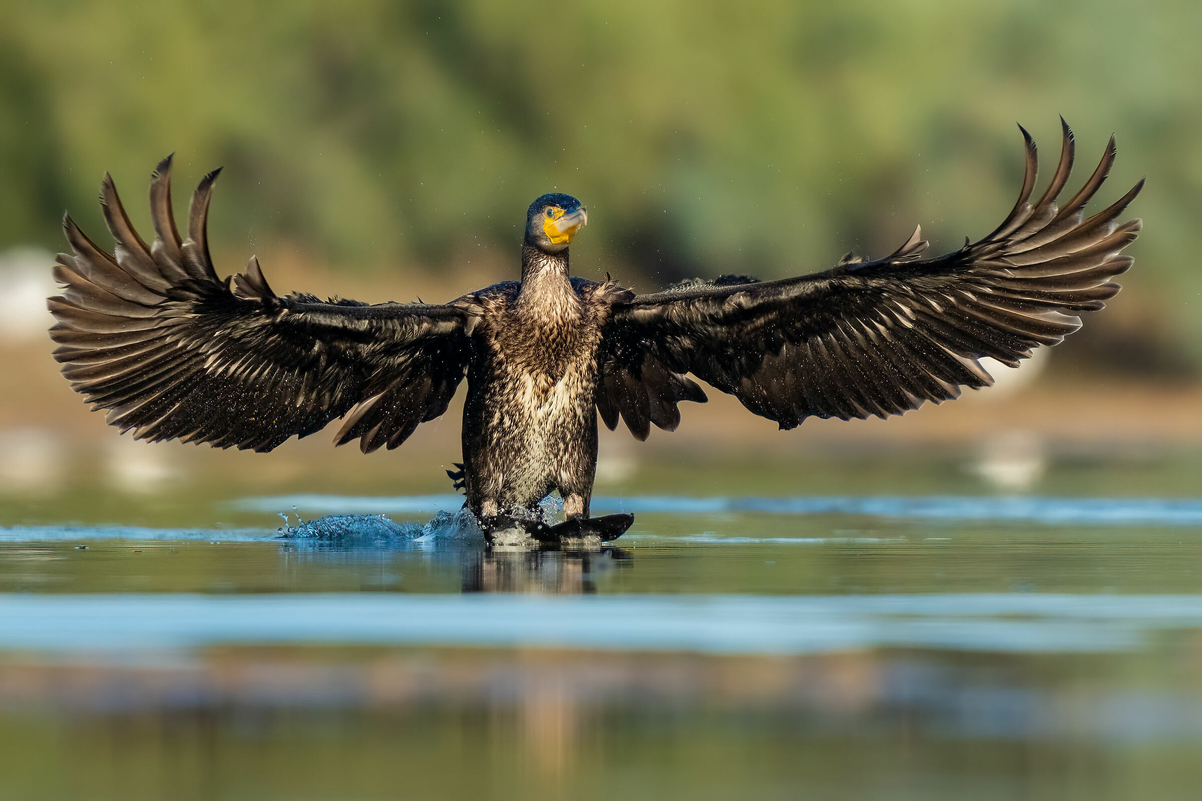 Cormorano (Phalacrocorax carbo)