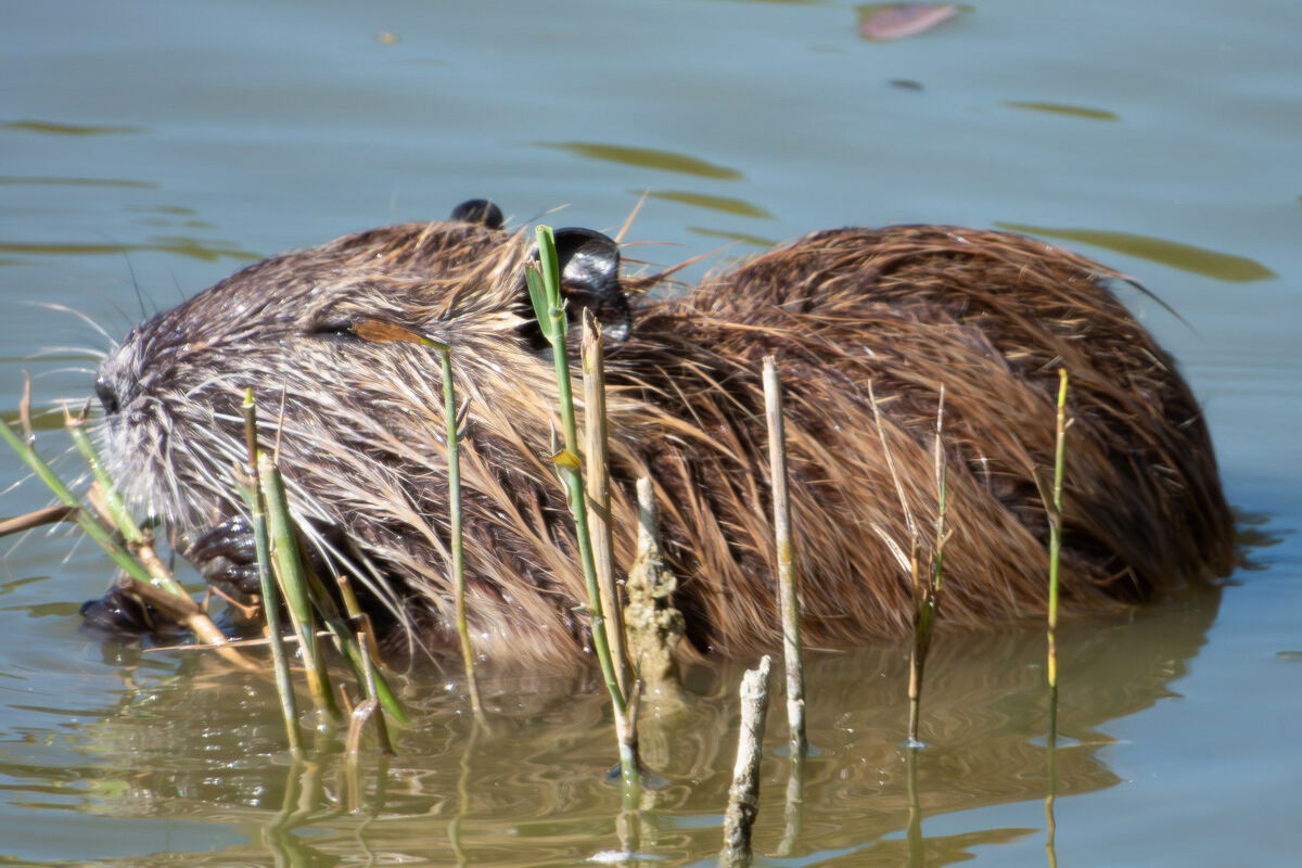 Nutria with too much eyeshadow