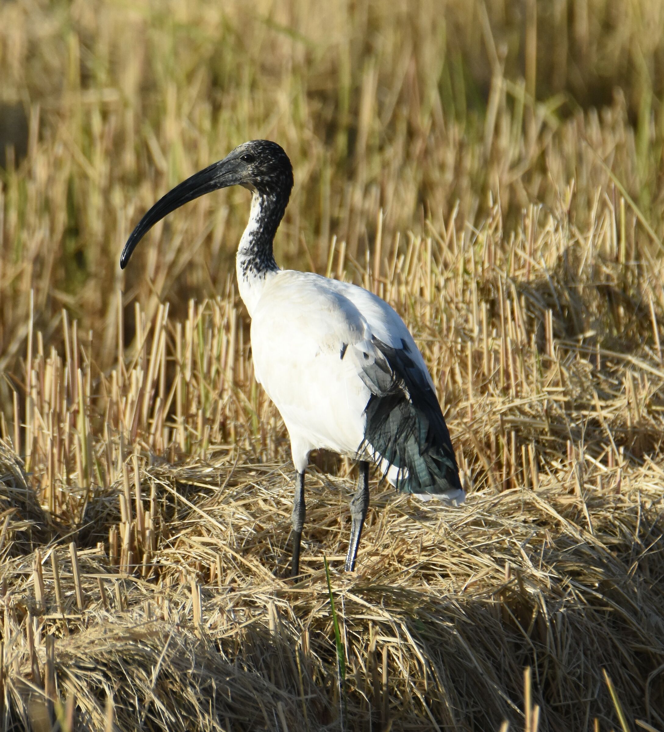 Ibis