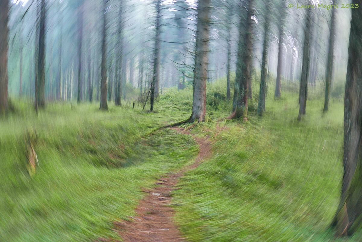 Impressions in Cansiglio