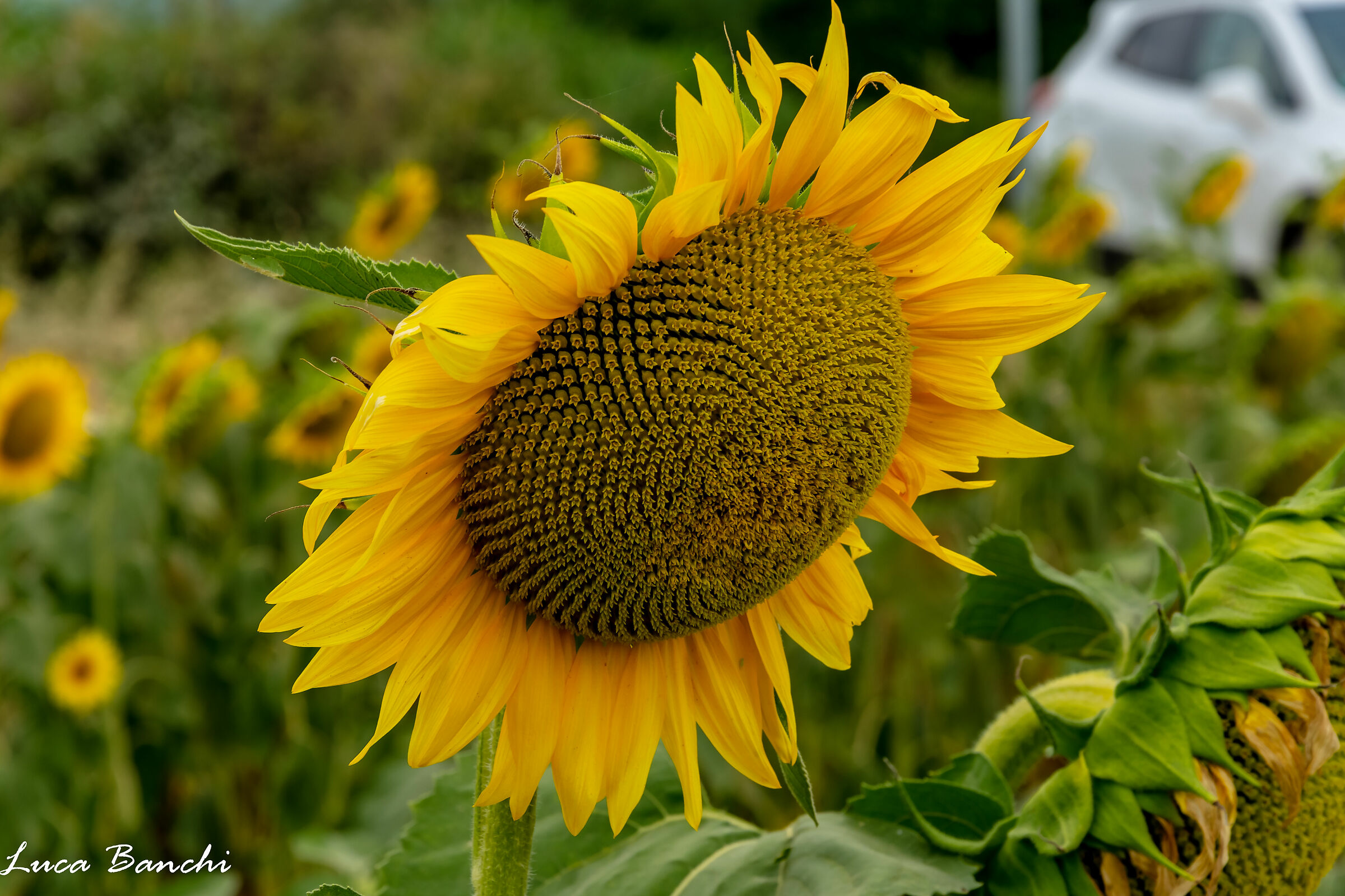 Girasoli toscani