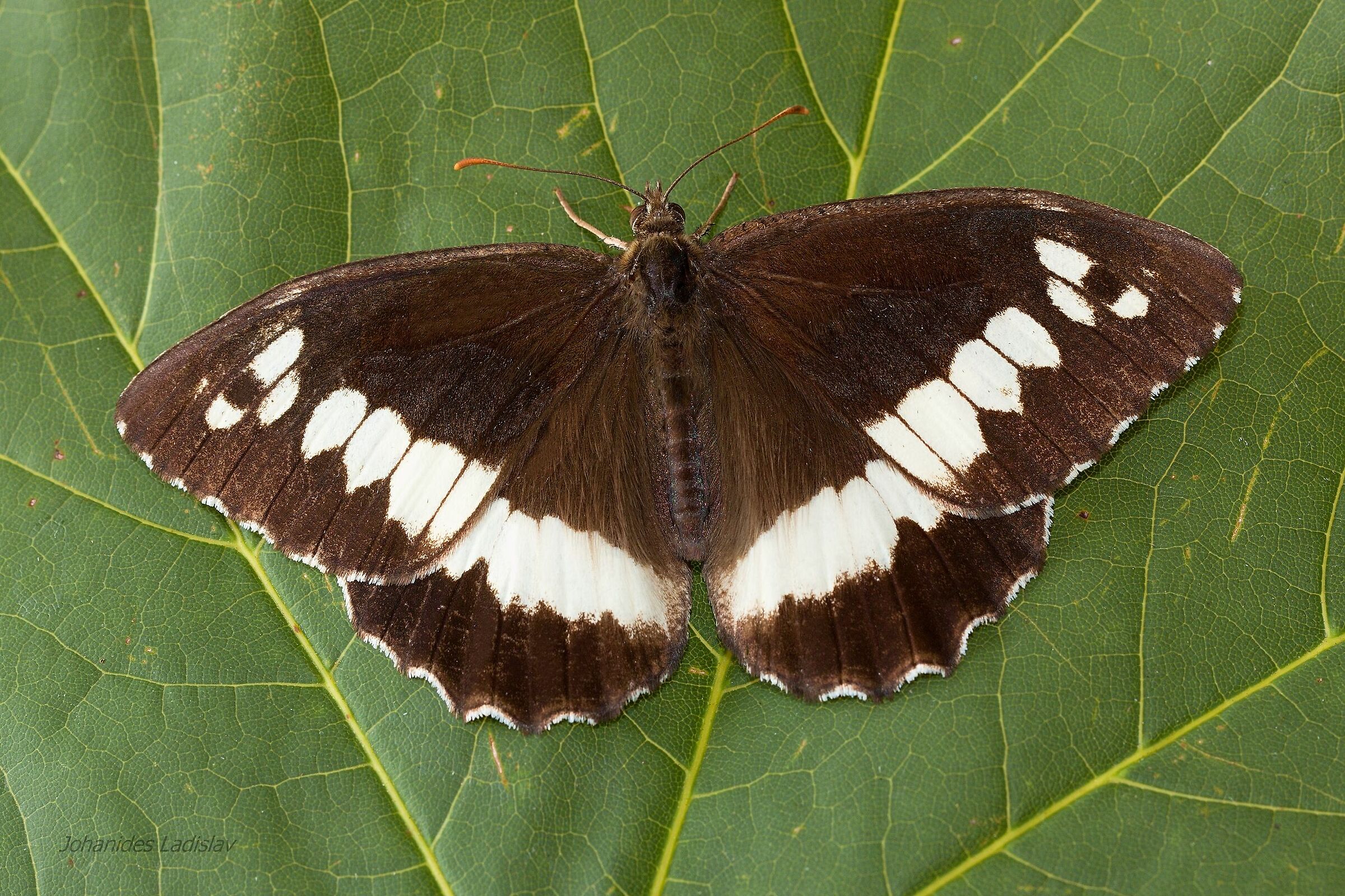 Brintesia circe
