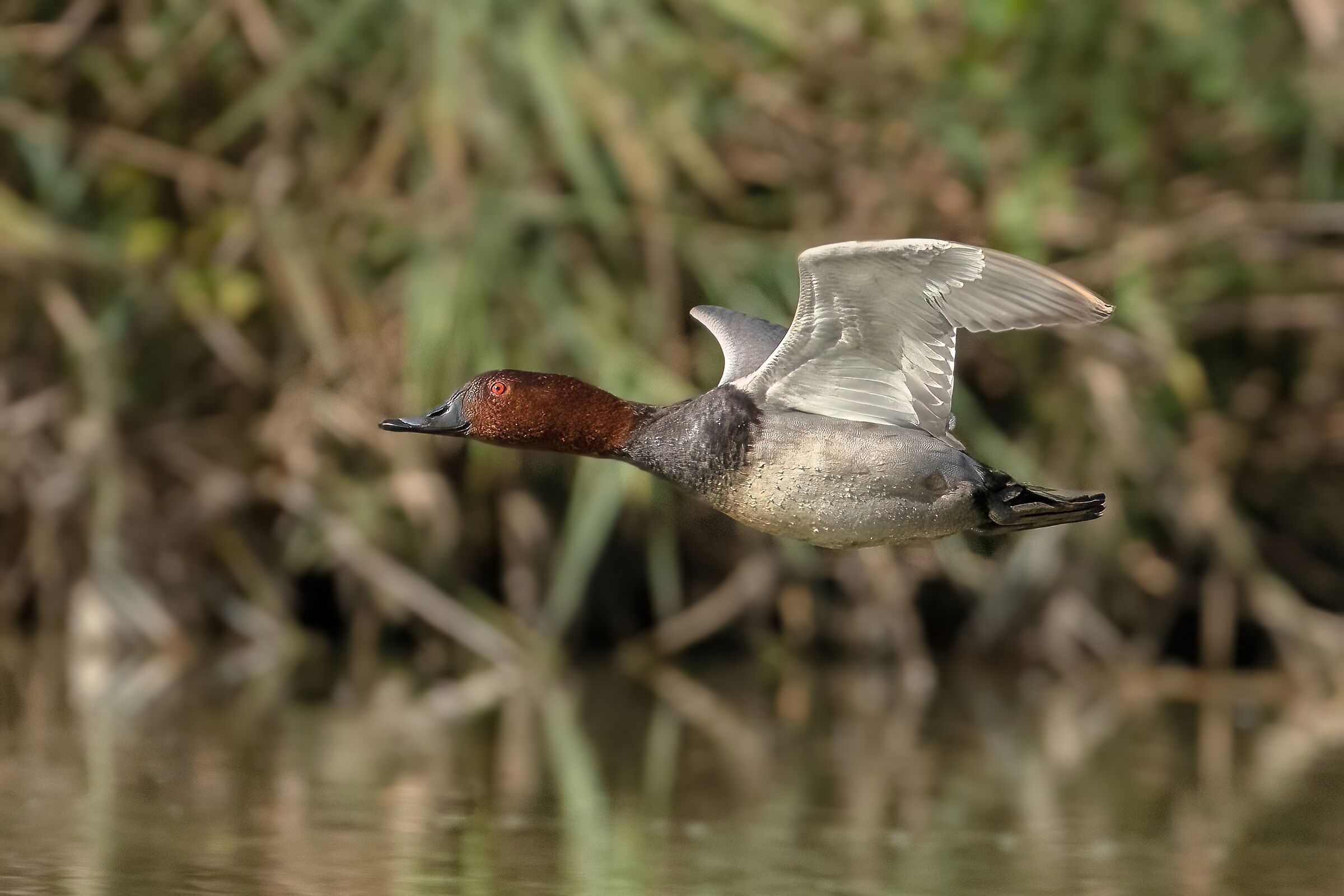 Maschio di Moriglione (Aythya ferina)