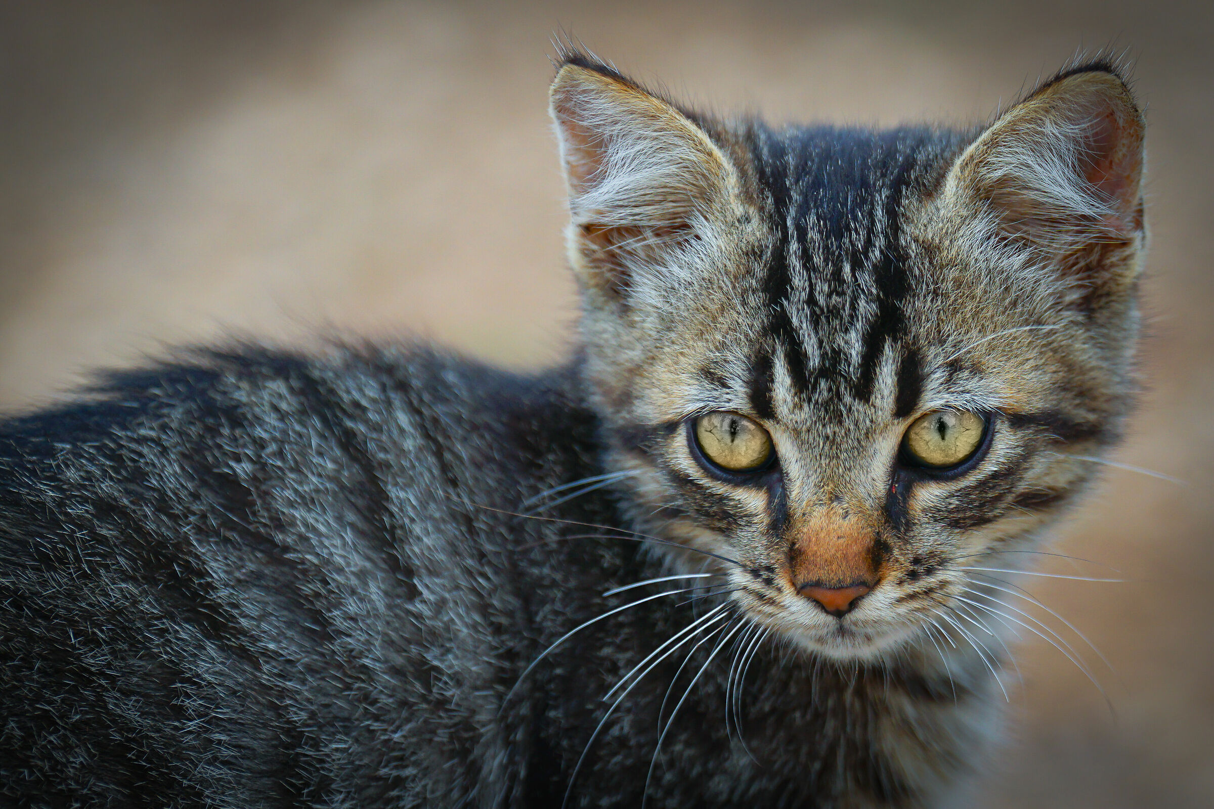 Street Kitten