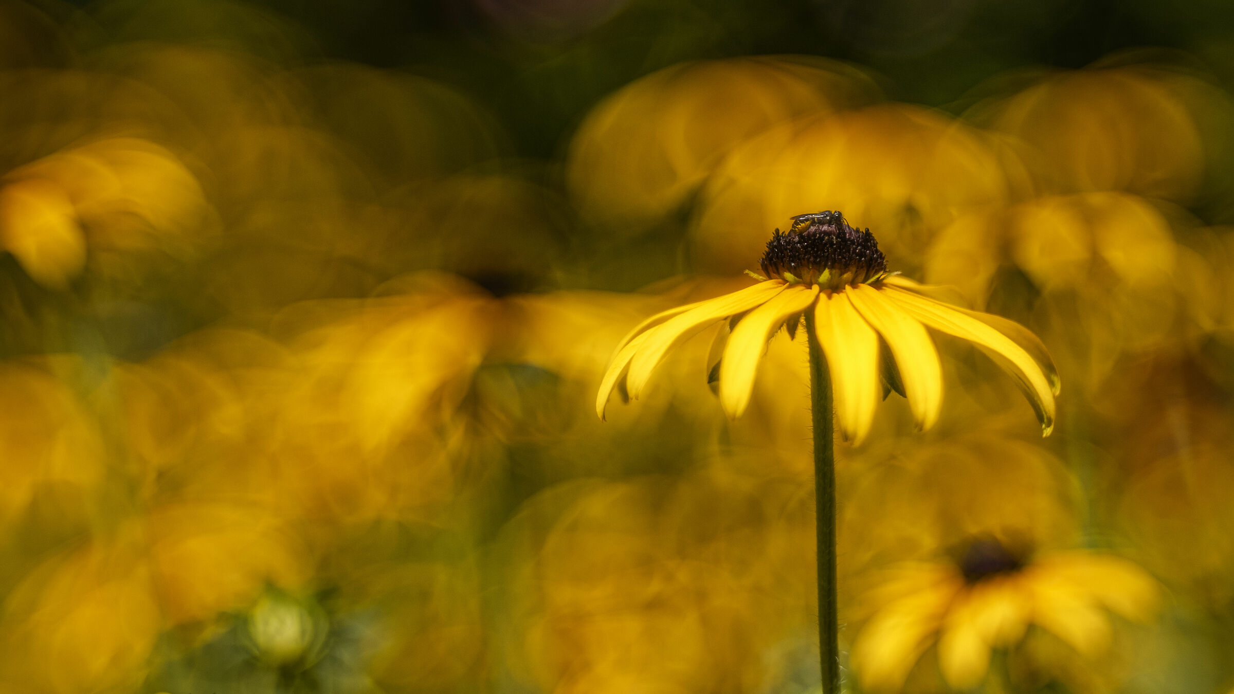 Fulgida di Rudbeckia
