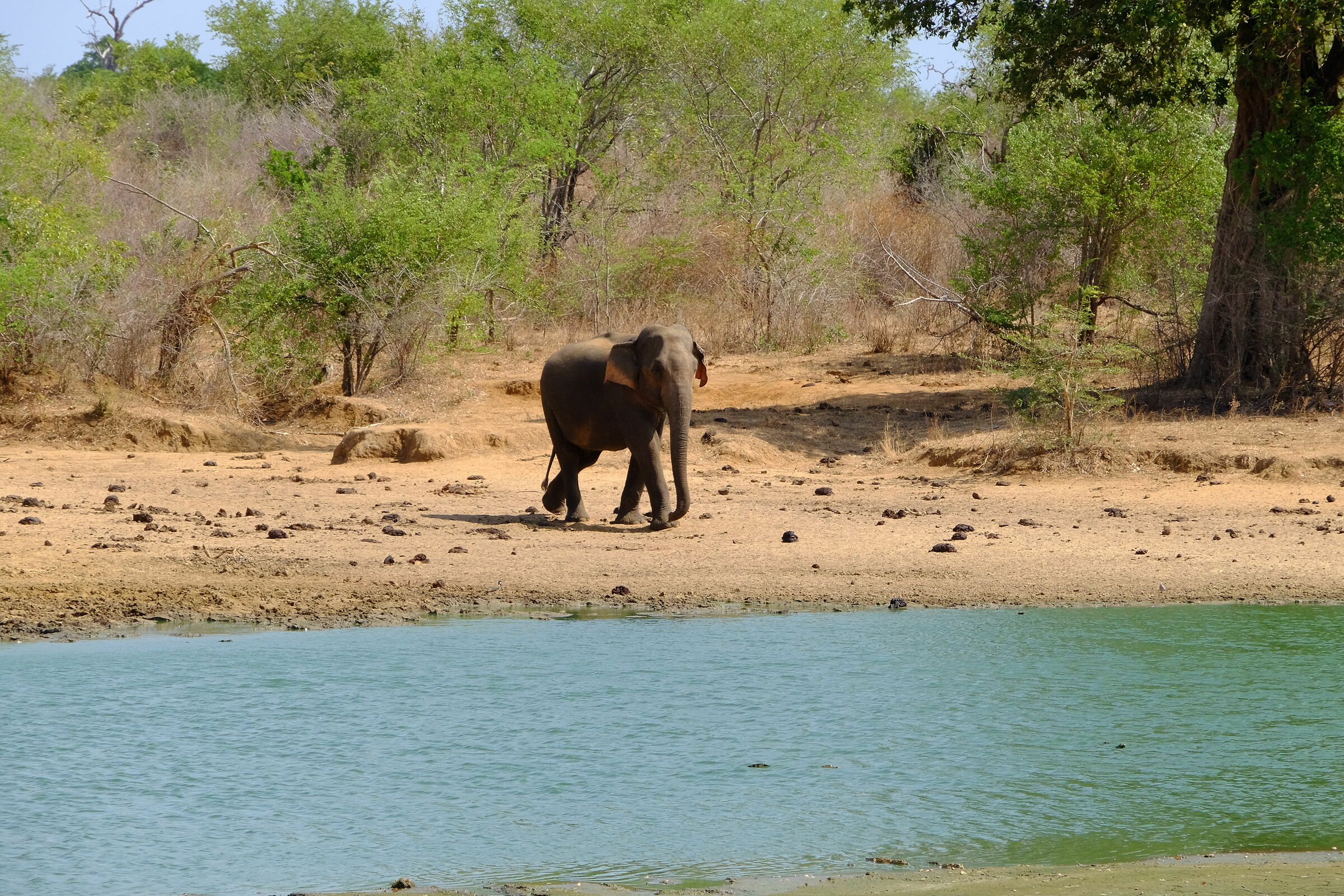 elefante indiano nel Parco Nazionale Di Udawalawe