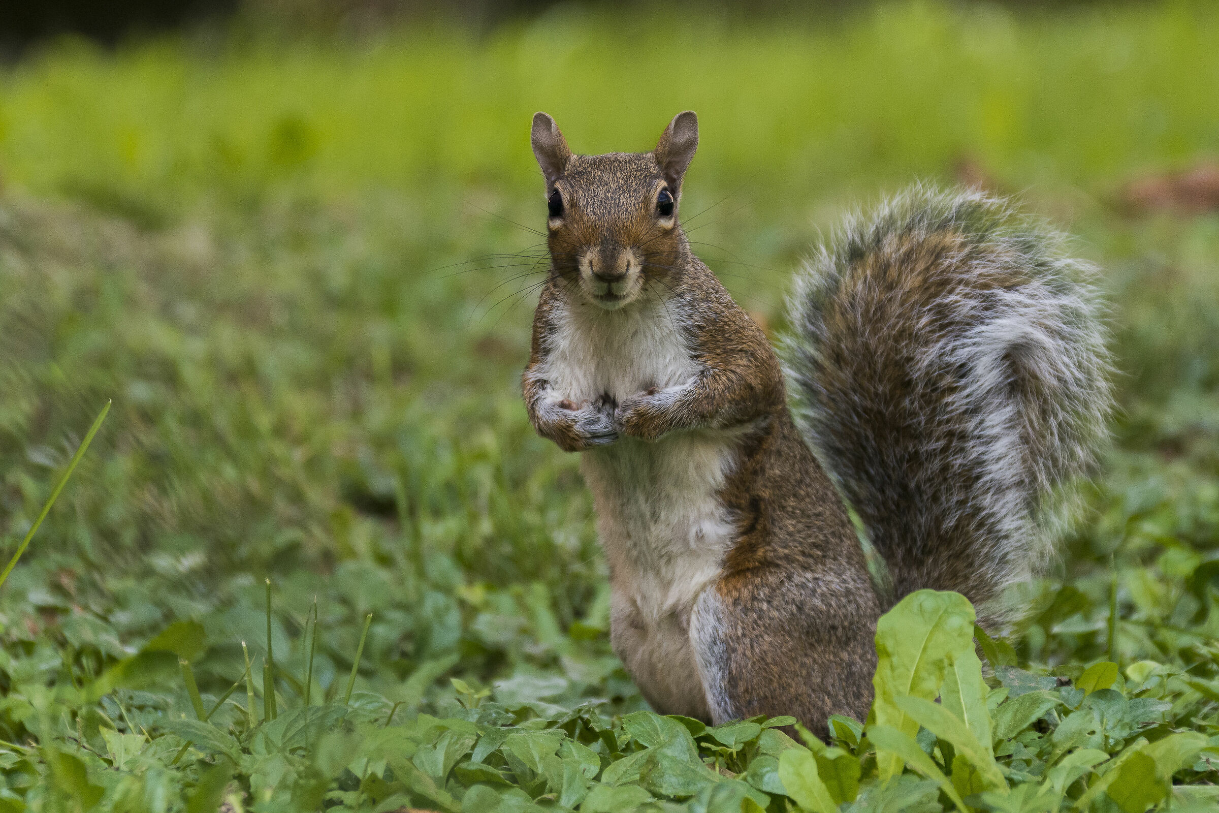 Grey squirrel