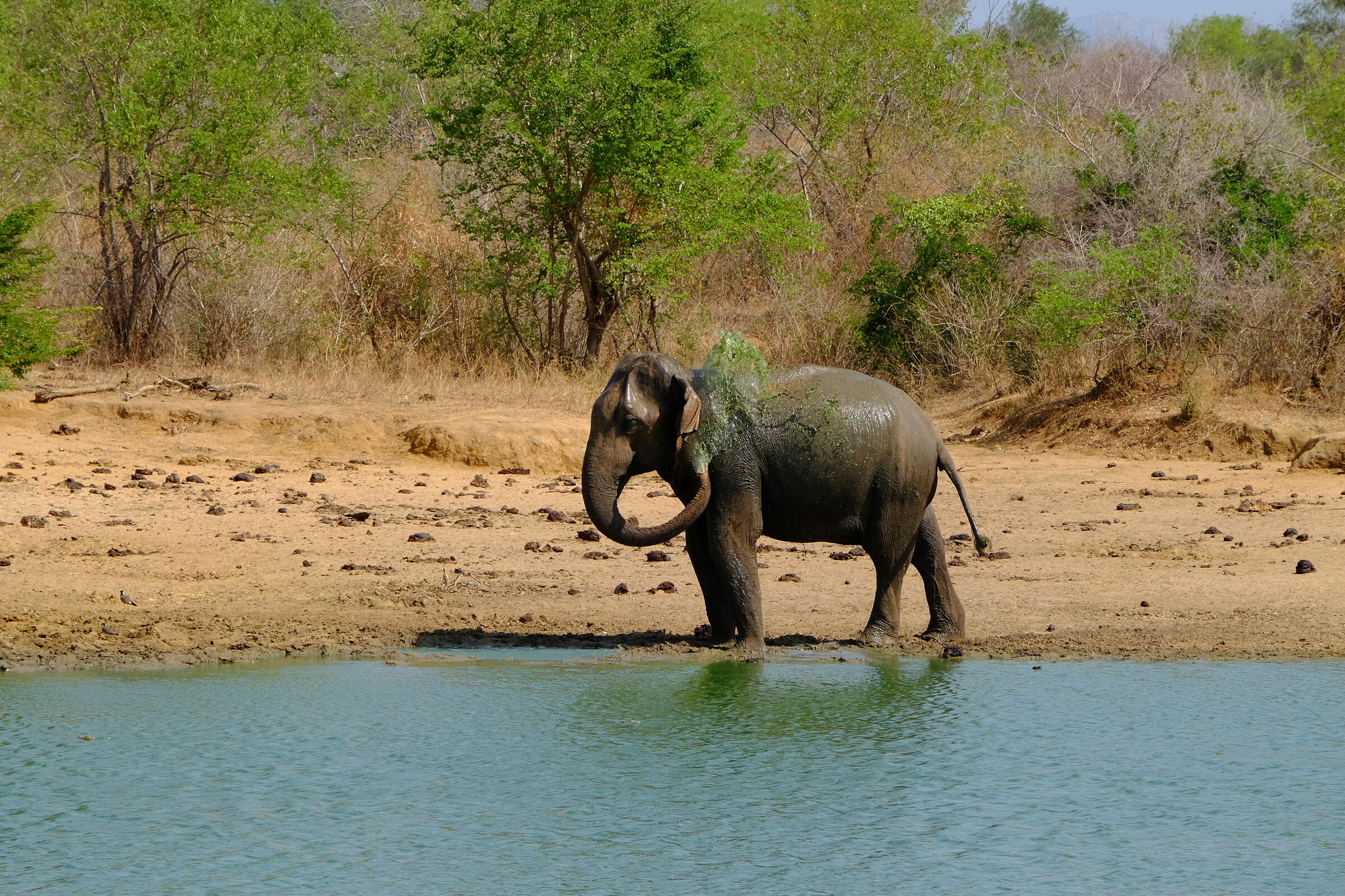 elefante nel Parco Nazionale Di Udawalawe