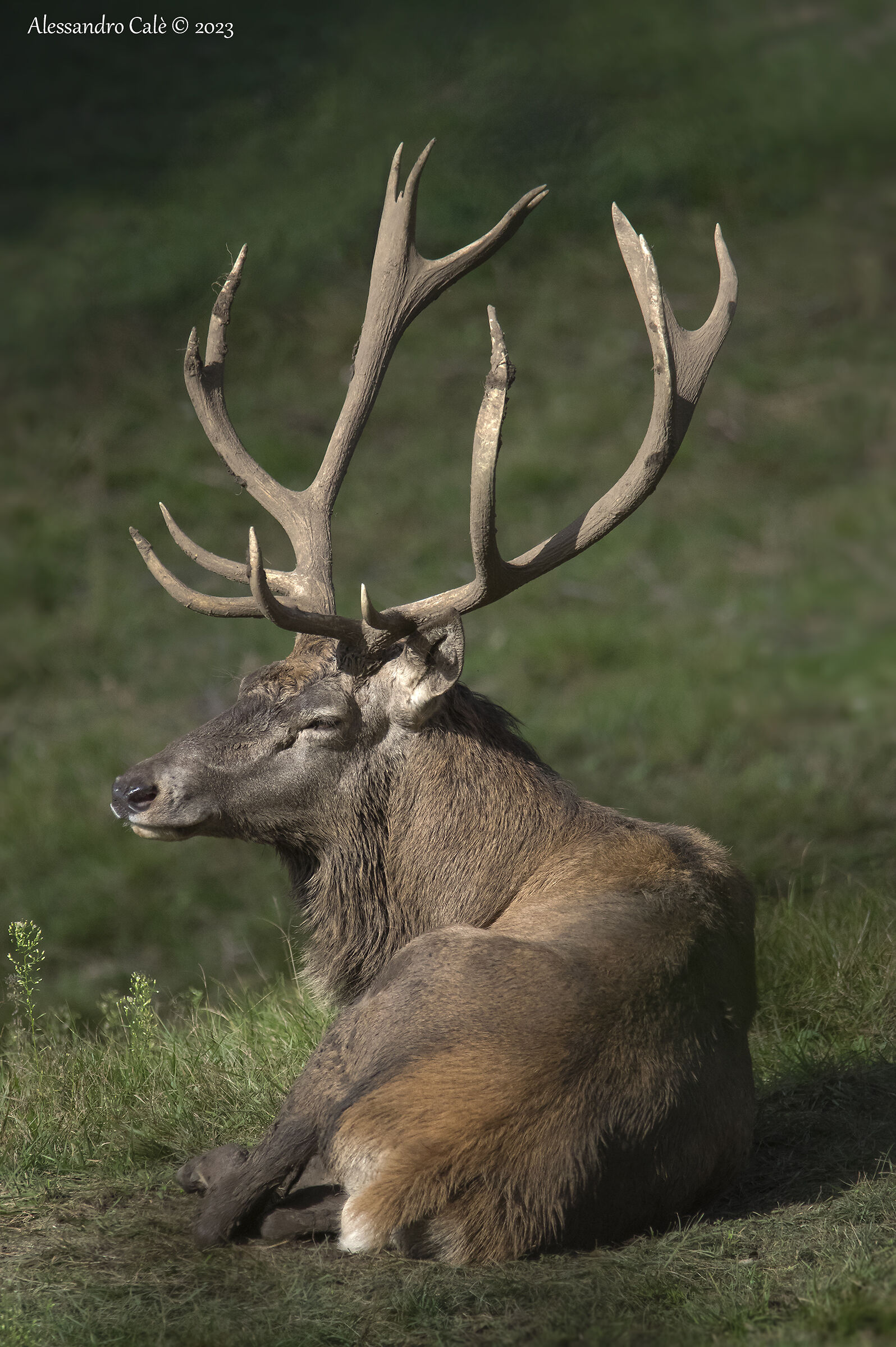 Cervus elaphus (Cervo nobile) 1964
