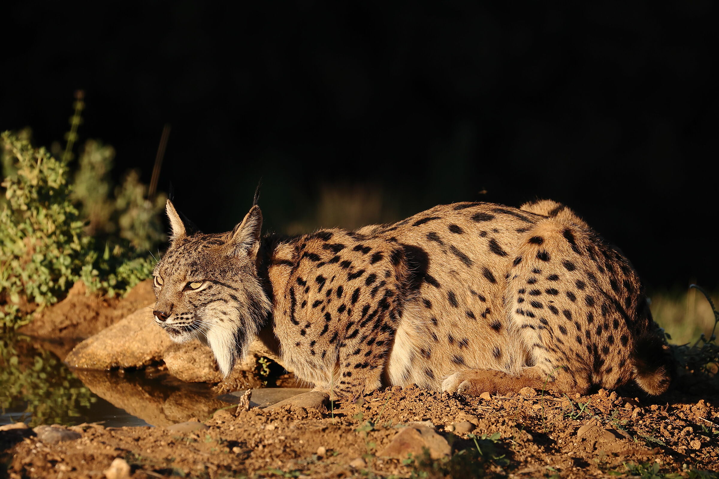 Lynx Pardina adult female