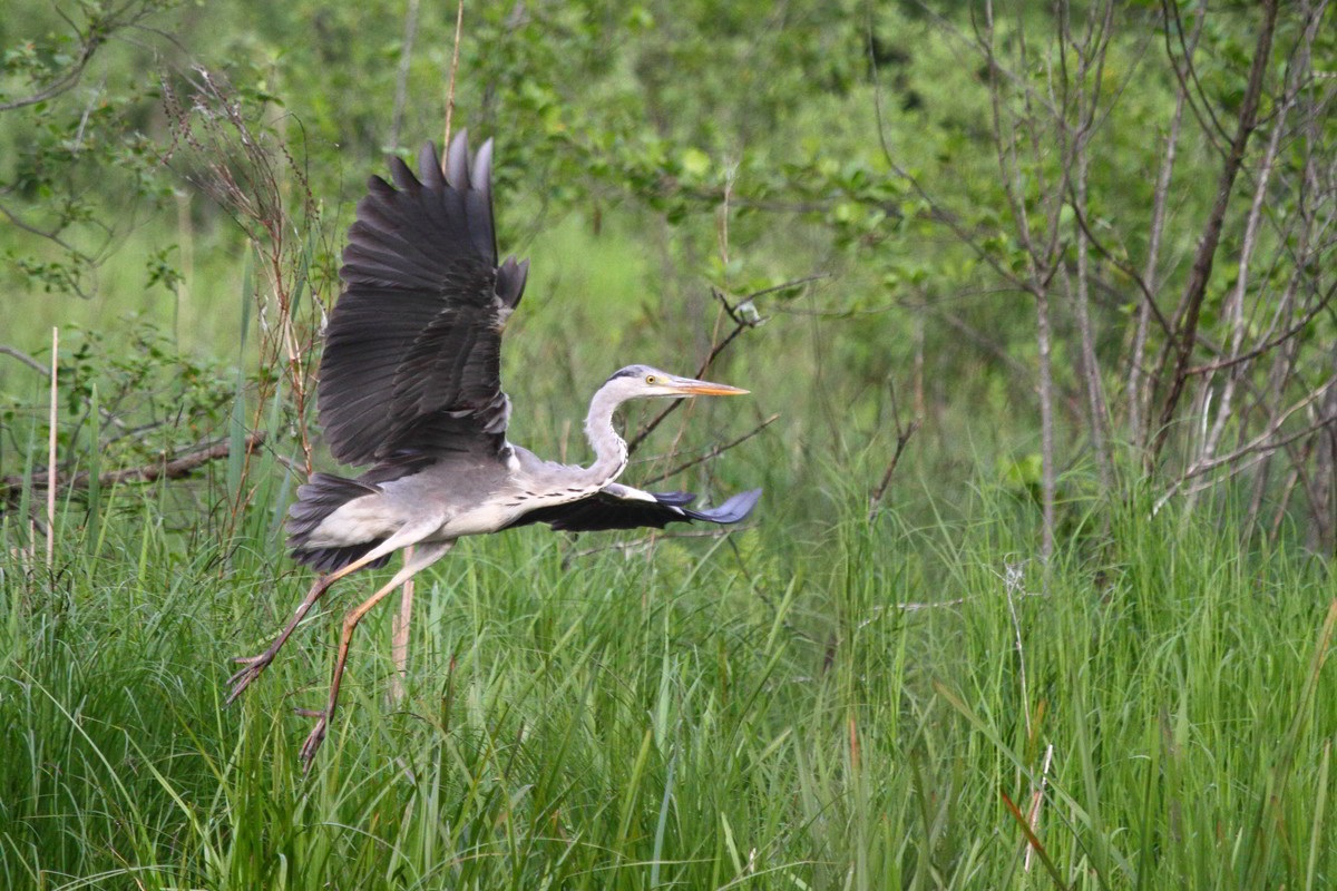 Grey Heron