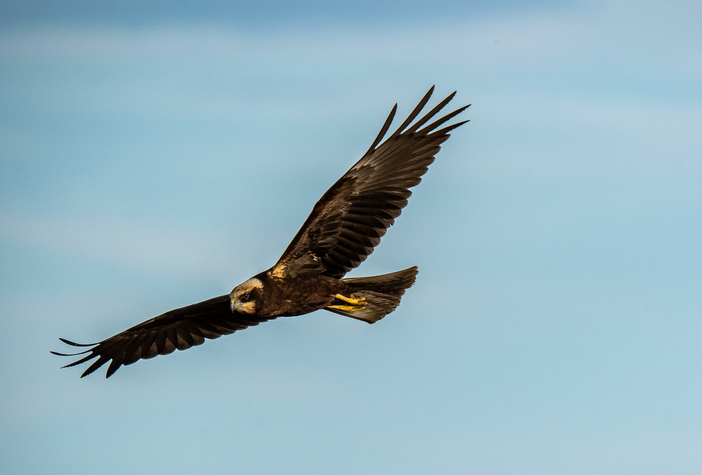 Female marsh harrier
