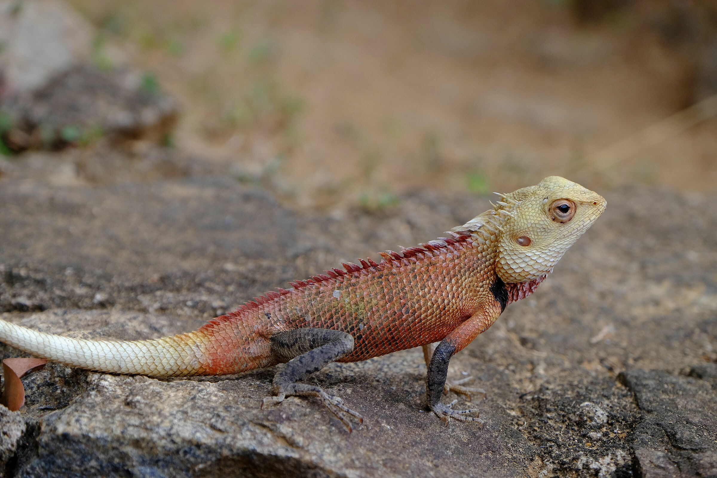 camaleonte nel Parco Nazionale Di Udawalawe