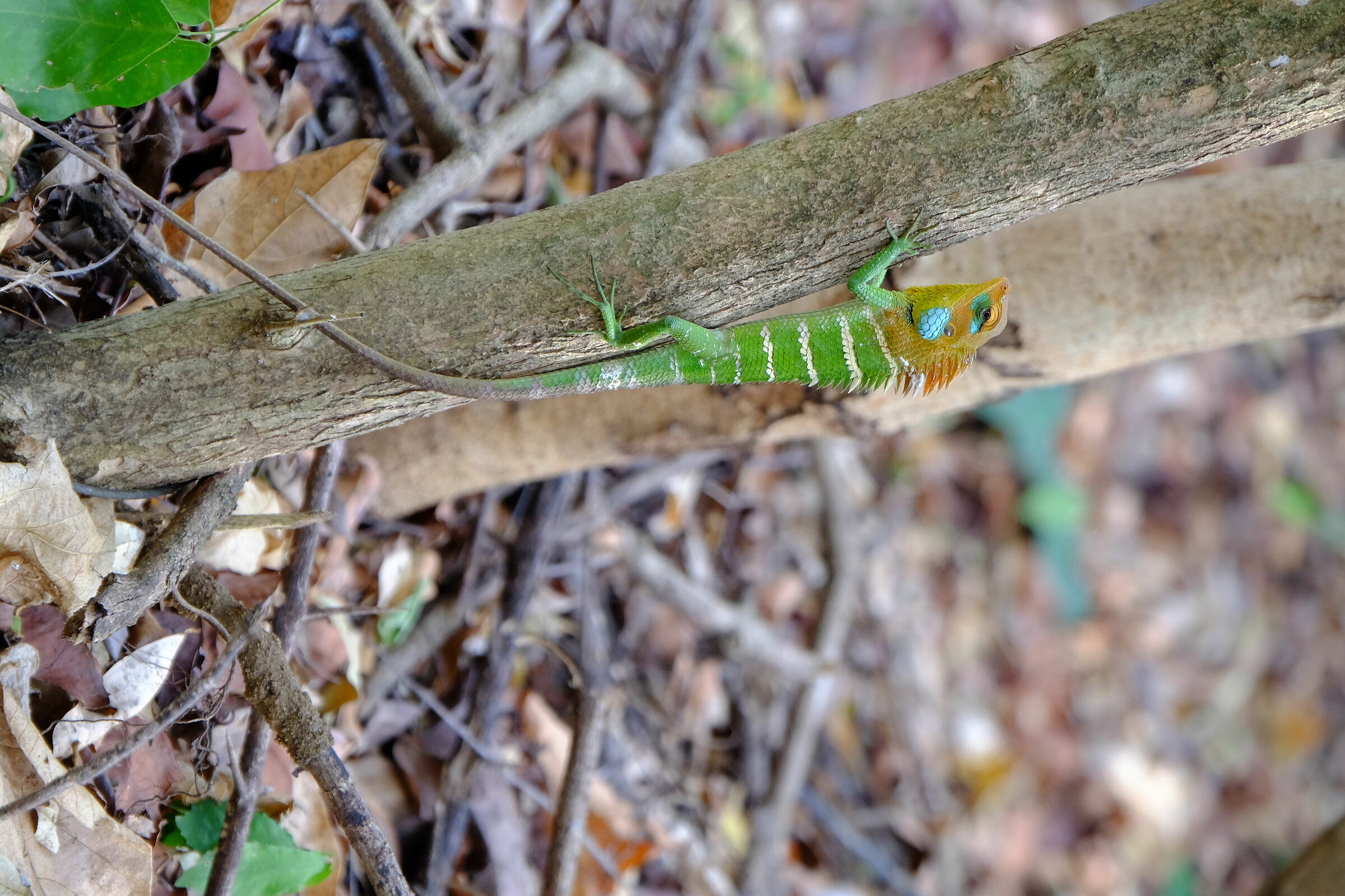 camaleonte nel Parco Nazionale Di Udawalawe