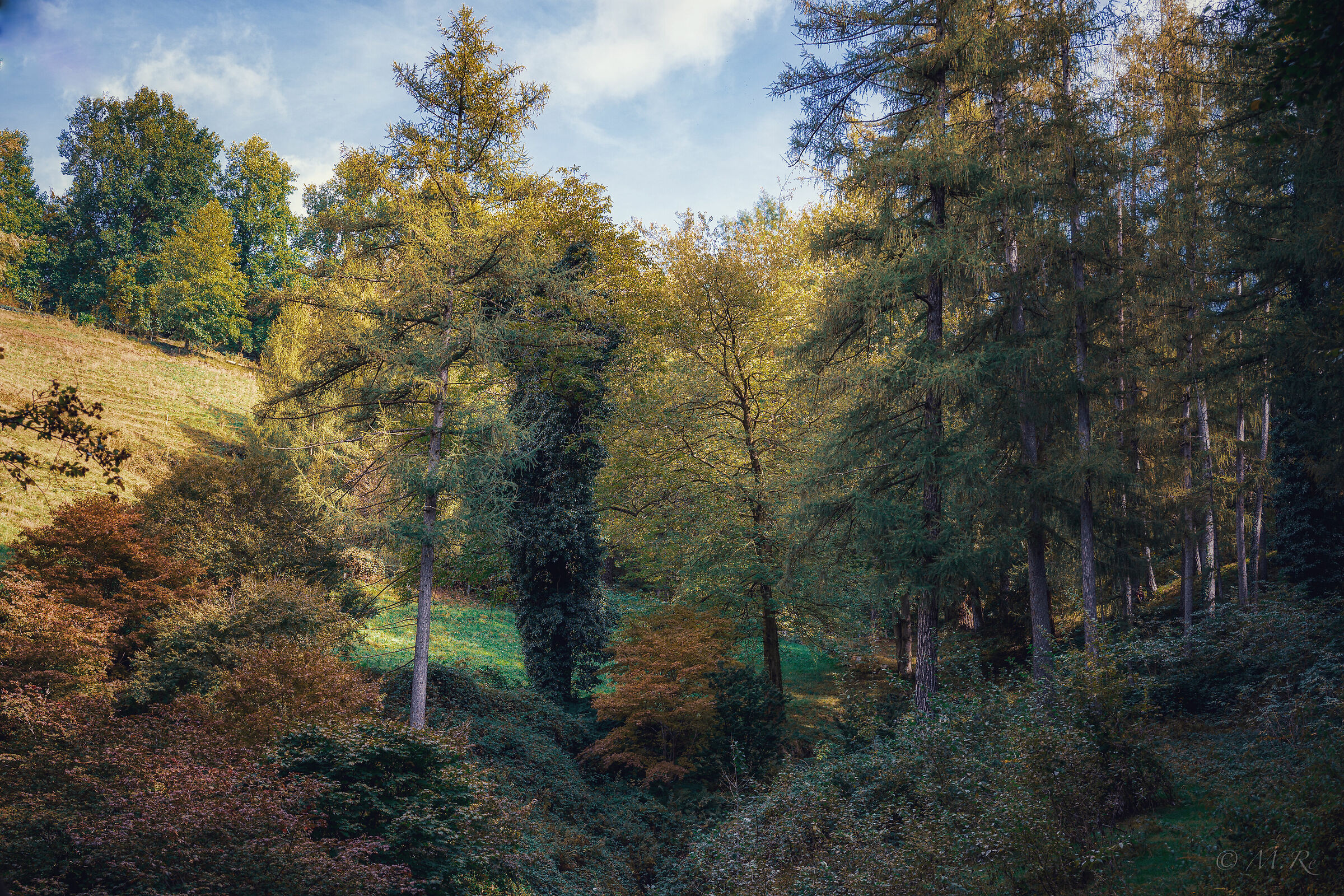 Bosco autunnale